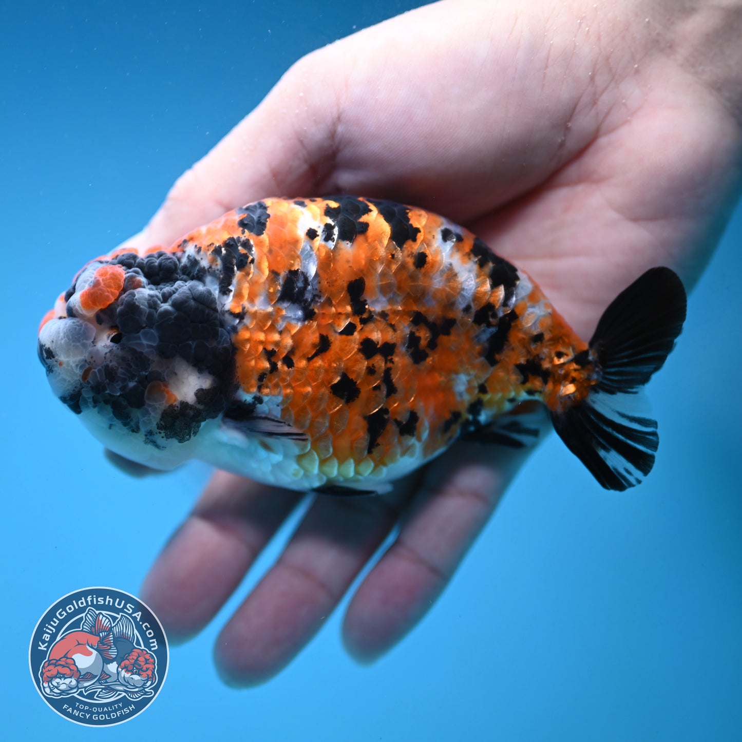 Tricolor Tiger Ranchu 4 inch Body (251121_RC04)
