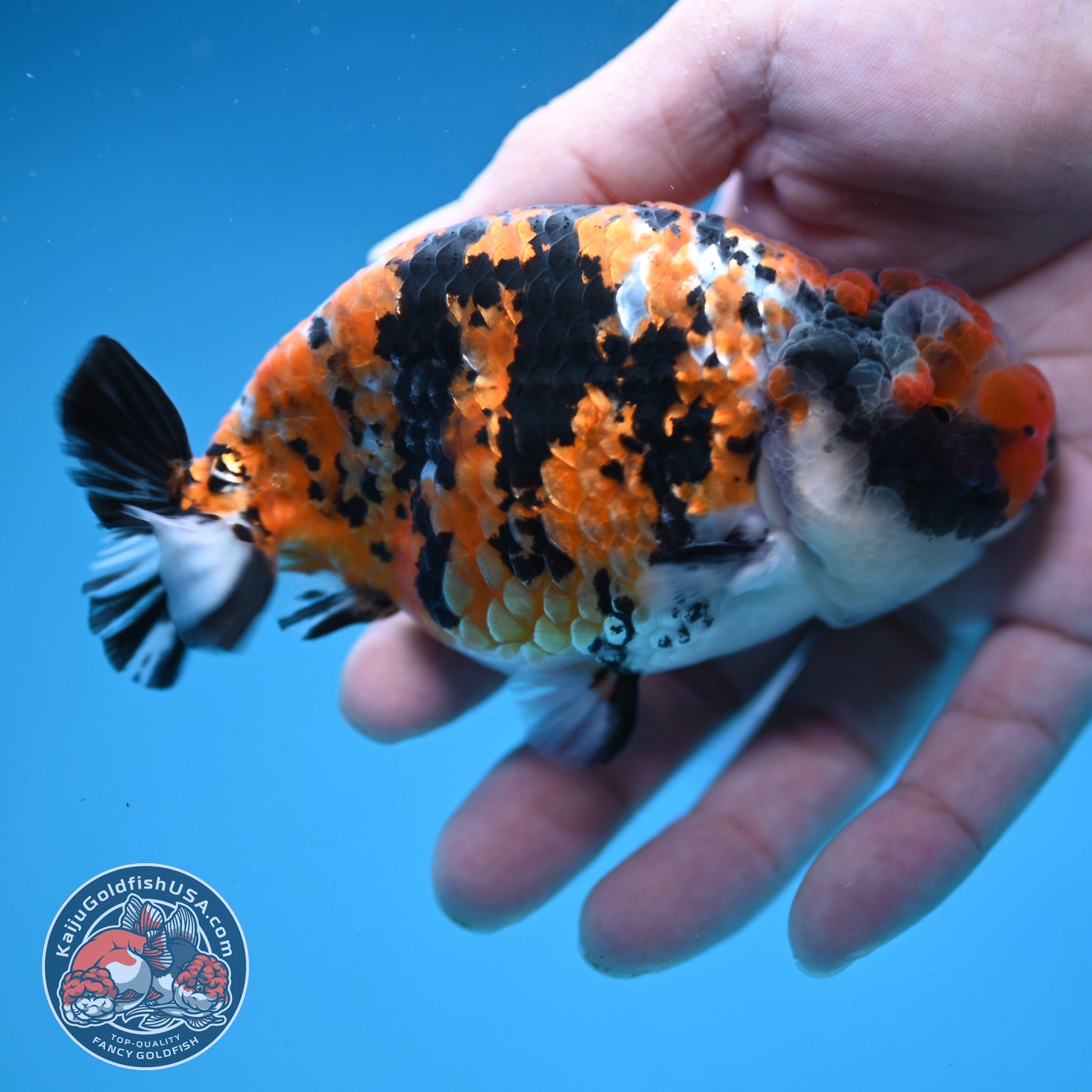 Tricolor Tiger Ranchu 4 inch Body (251121_RC04)