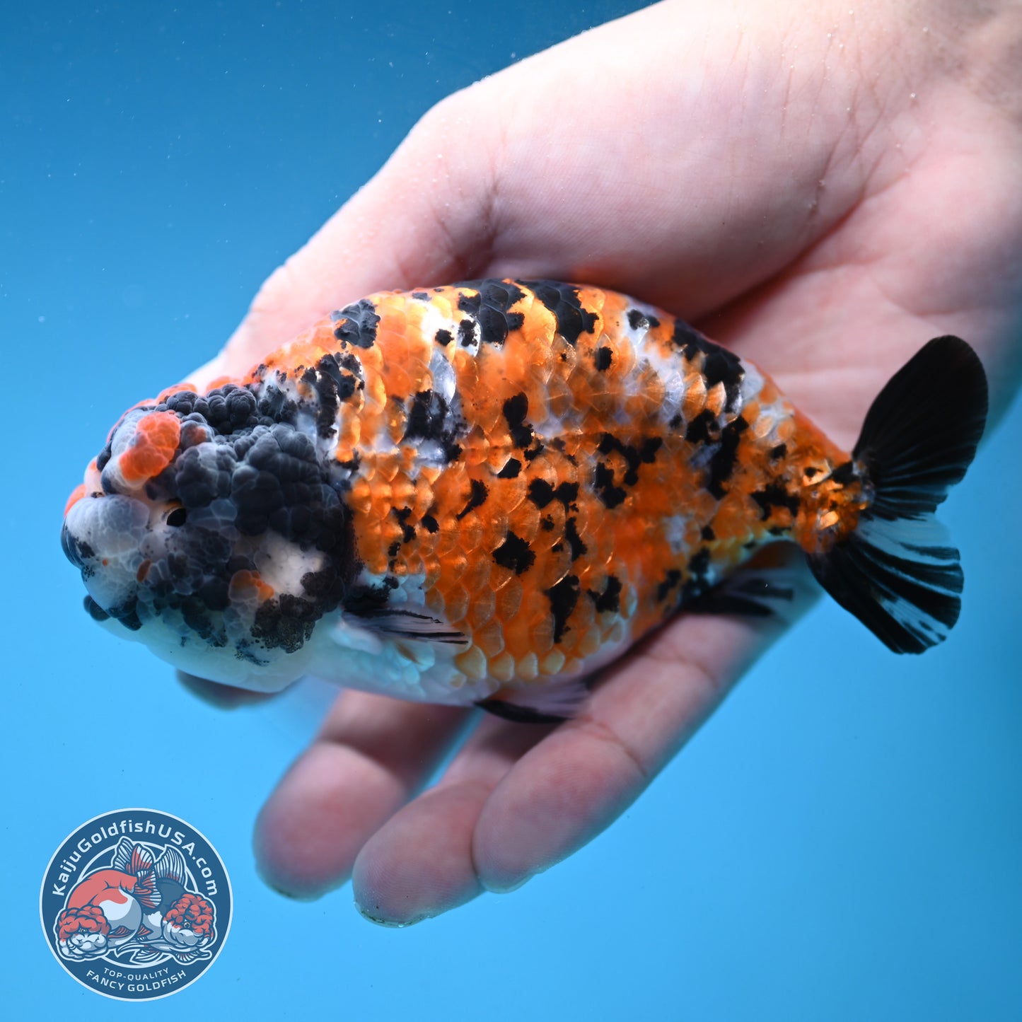 Tricolor Tiger Ranchu 4 inch Body (251121_RC04)
