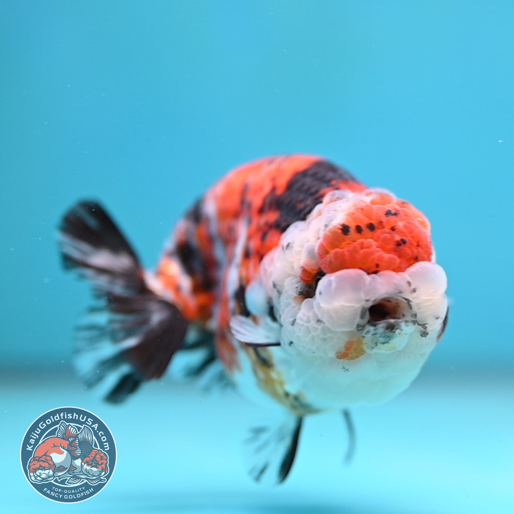 Tricolor Tiger Ranchu 4 inch Body (260116_RC03)