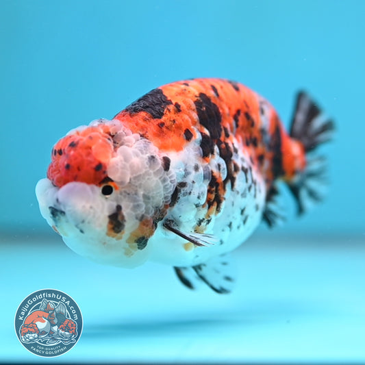 Tricolor Tiger Ranchu 4 inch Body (260116_RC03)