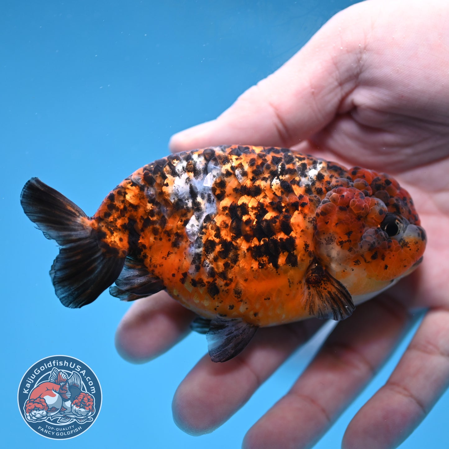 Tricolor Tiger Ranchu 4 inch Body (260220_RC15)