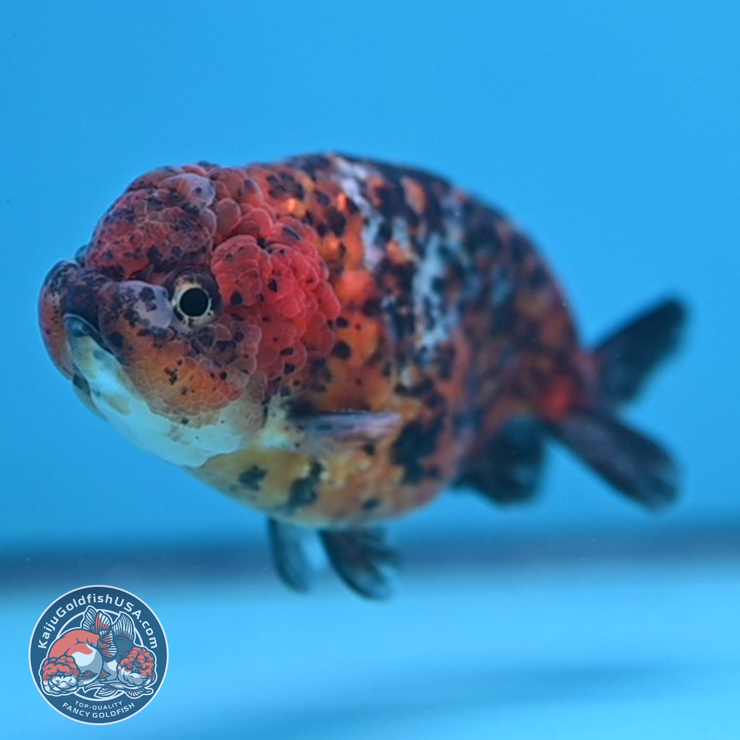 Tricolor Tiger Ranchu 4 inch Body (260220_RC15)