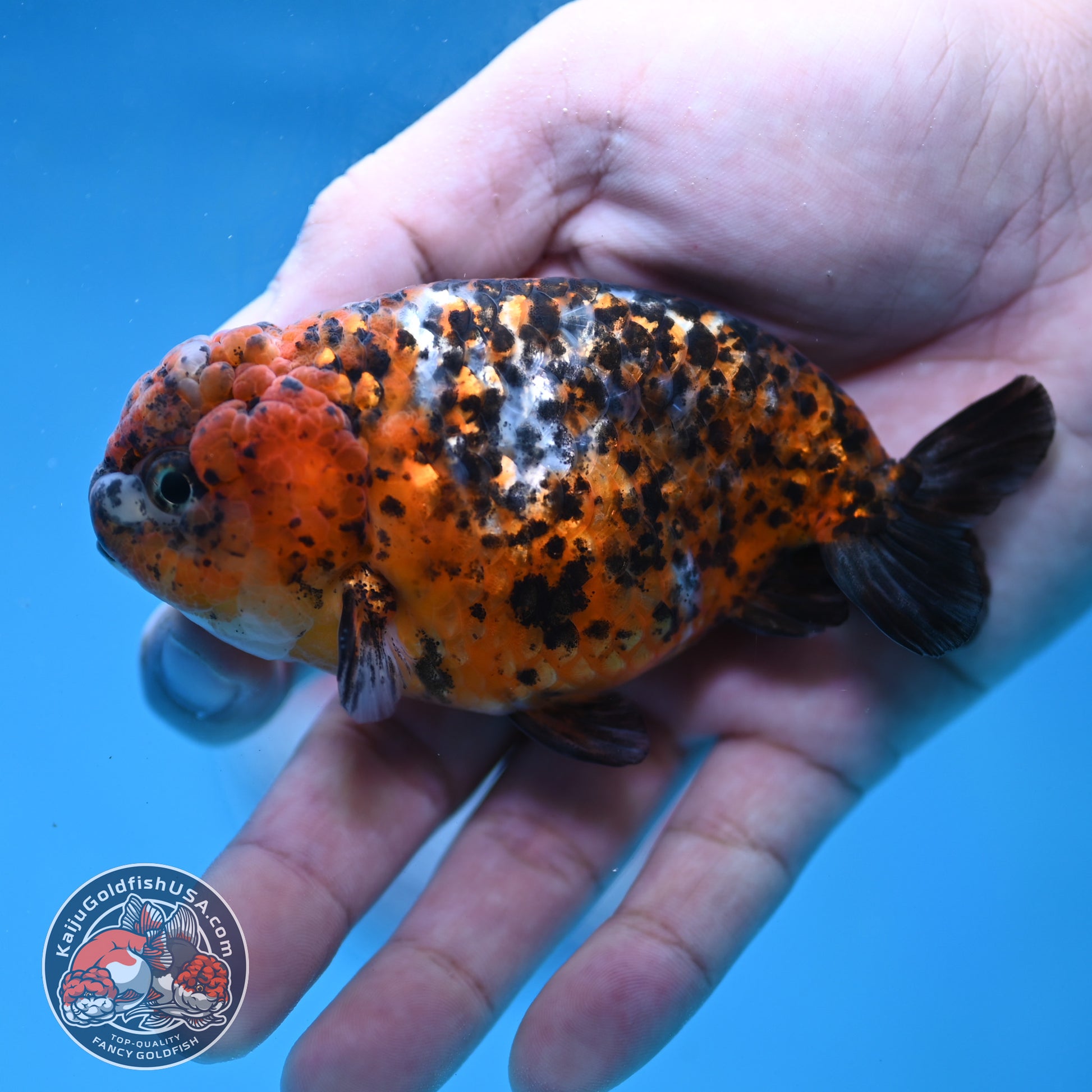 Tricolor Tiger Ranchu 4 inch Body (260220_RC15)