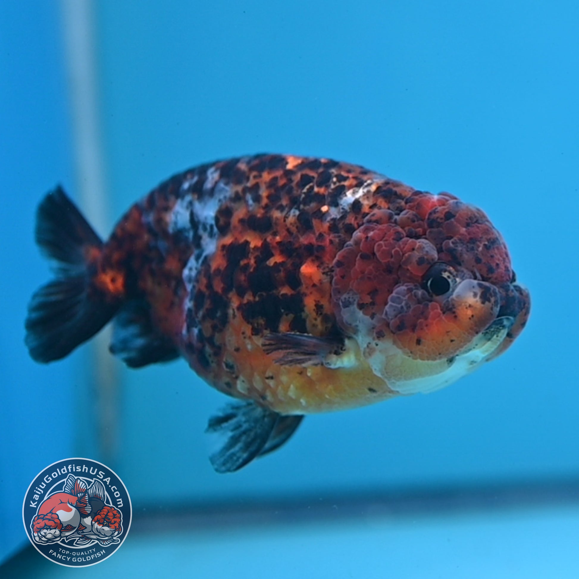 Tricolor Tiger Ranchu 4 inch Body (260220_RC15)