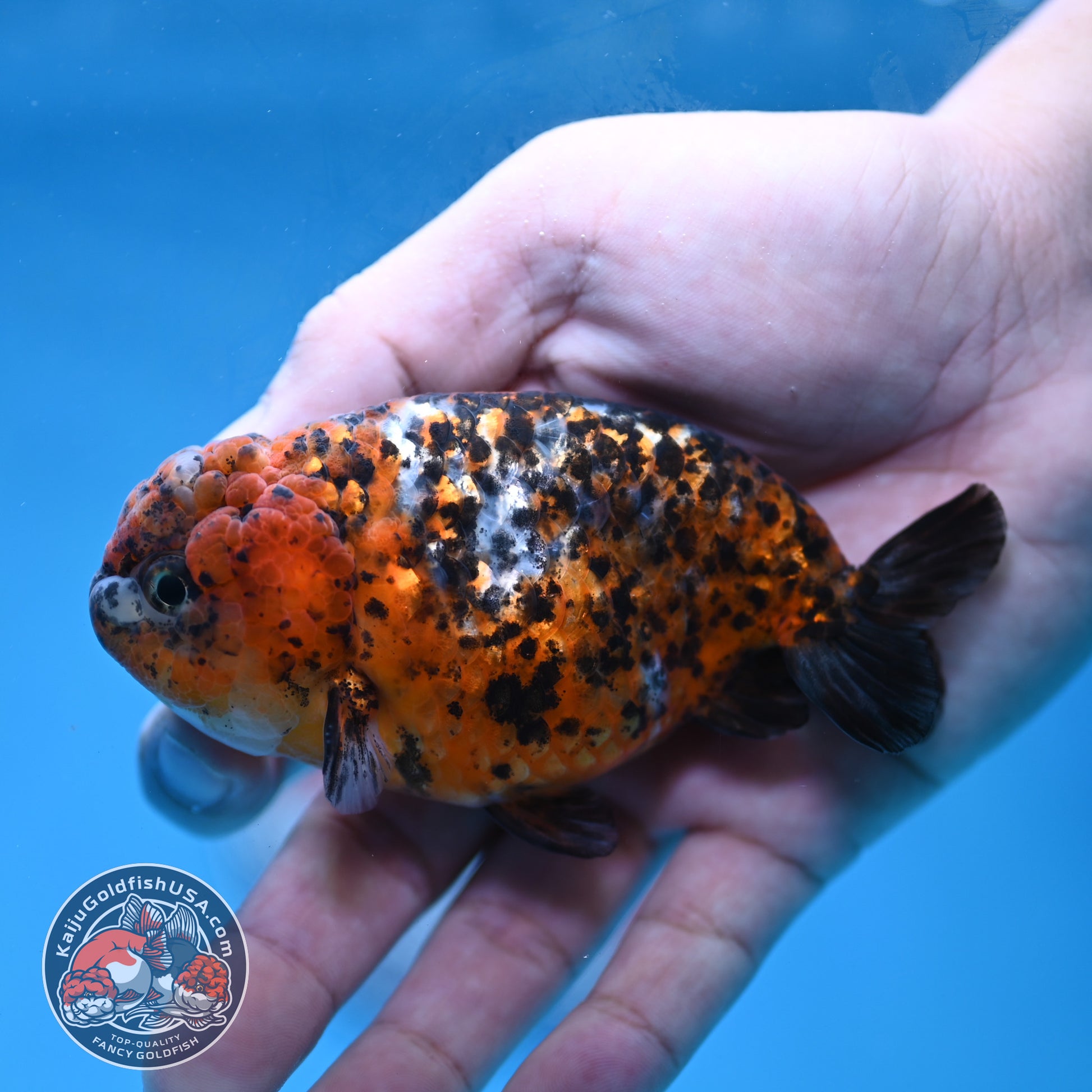 Tricolor Tiger Ranchu 4 inch Body (260220_RC15)