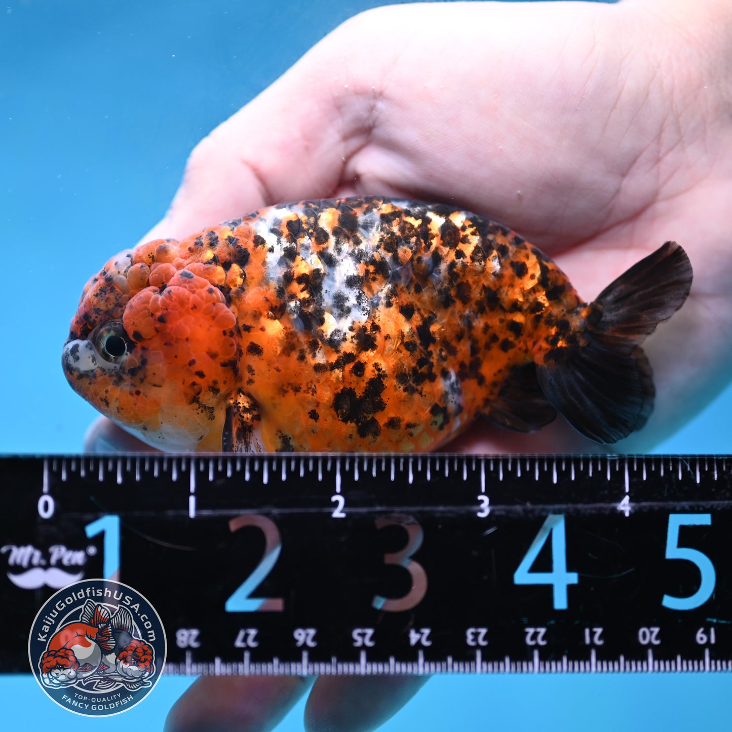 Tricolor Tiger Ranchu 4 inch Body (260220_RC15)