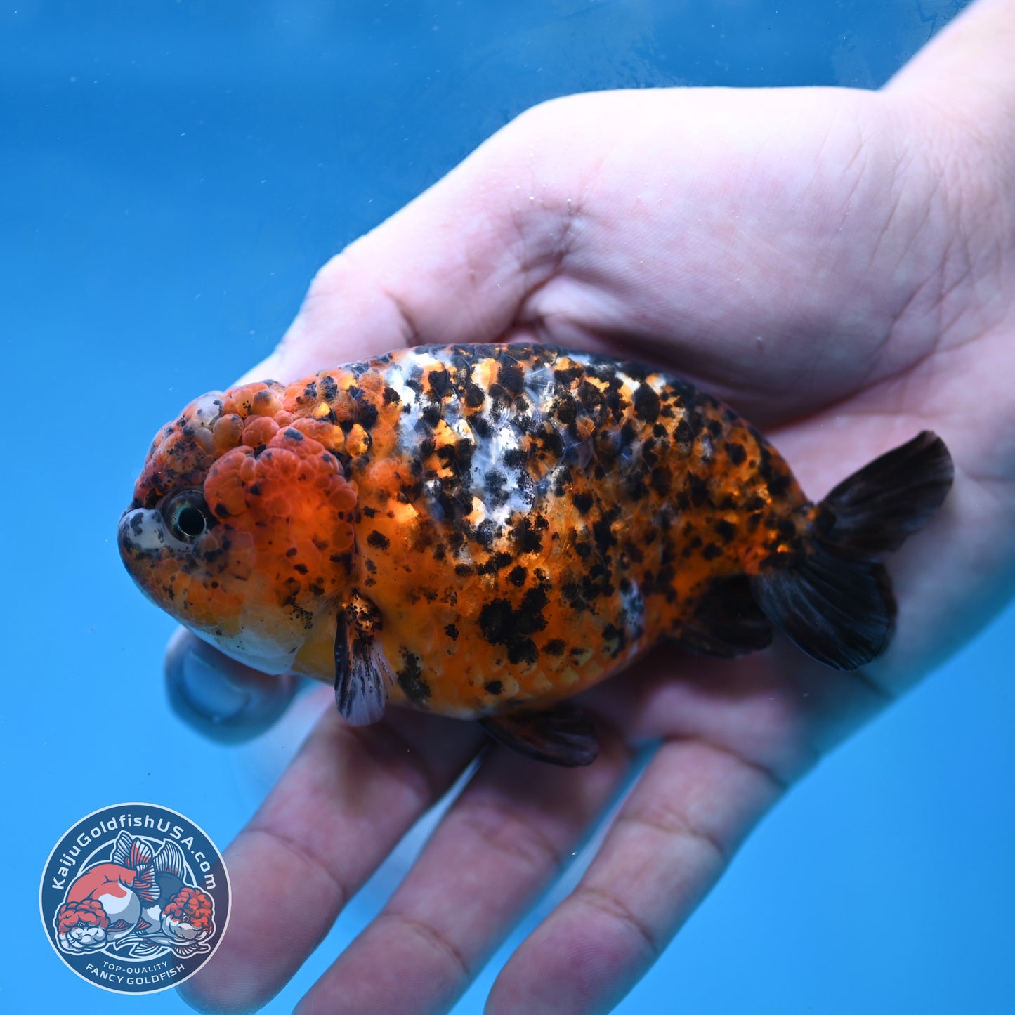 Tricolor Tiger Ranchu 4 inch Body (260220_RC15)