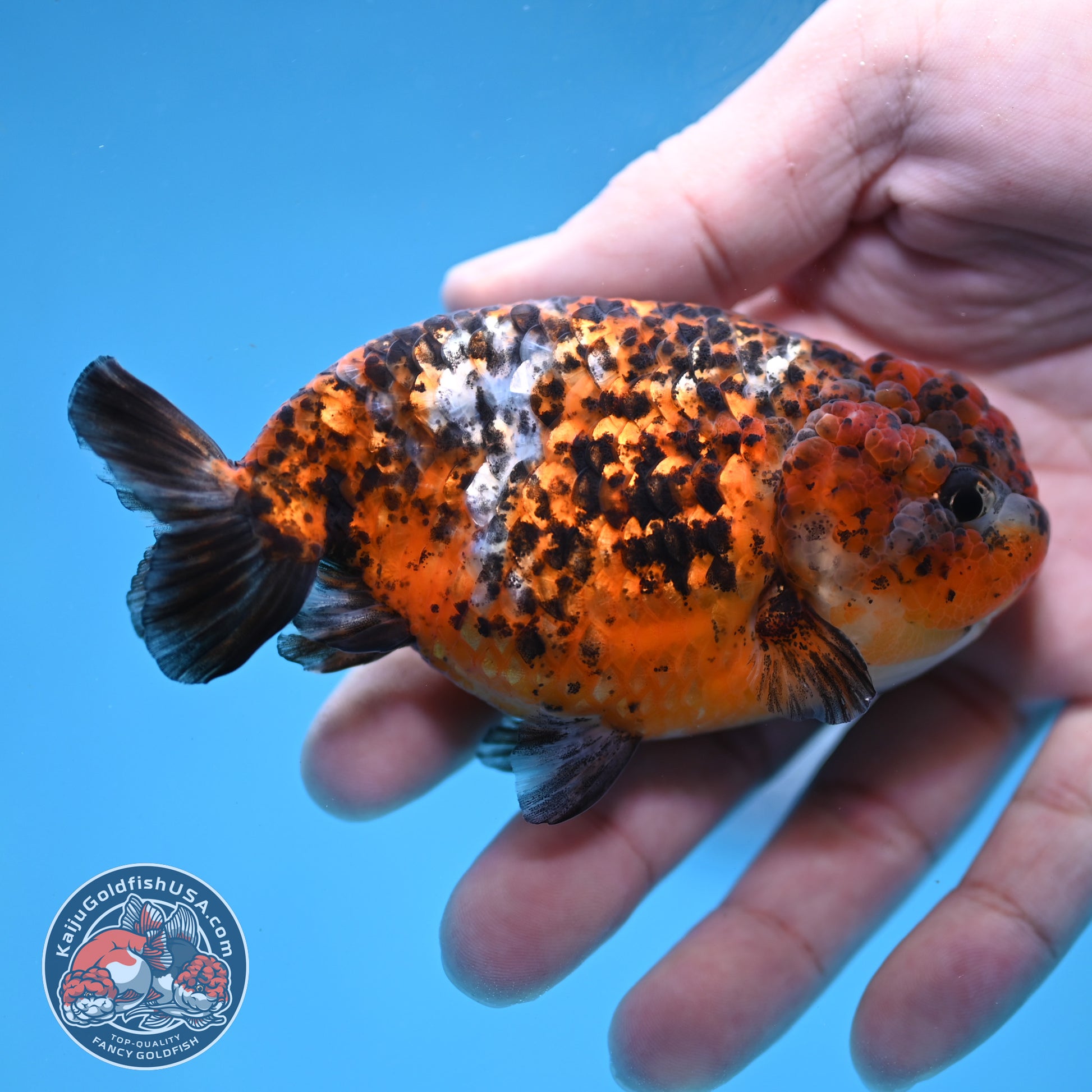 Tricolor Tiger Ranchu 4 inch Body (260220_RC15)
