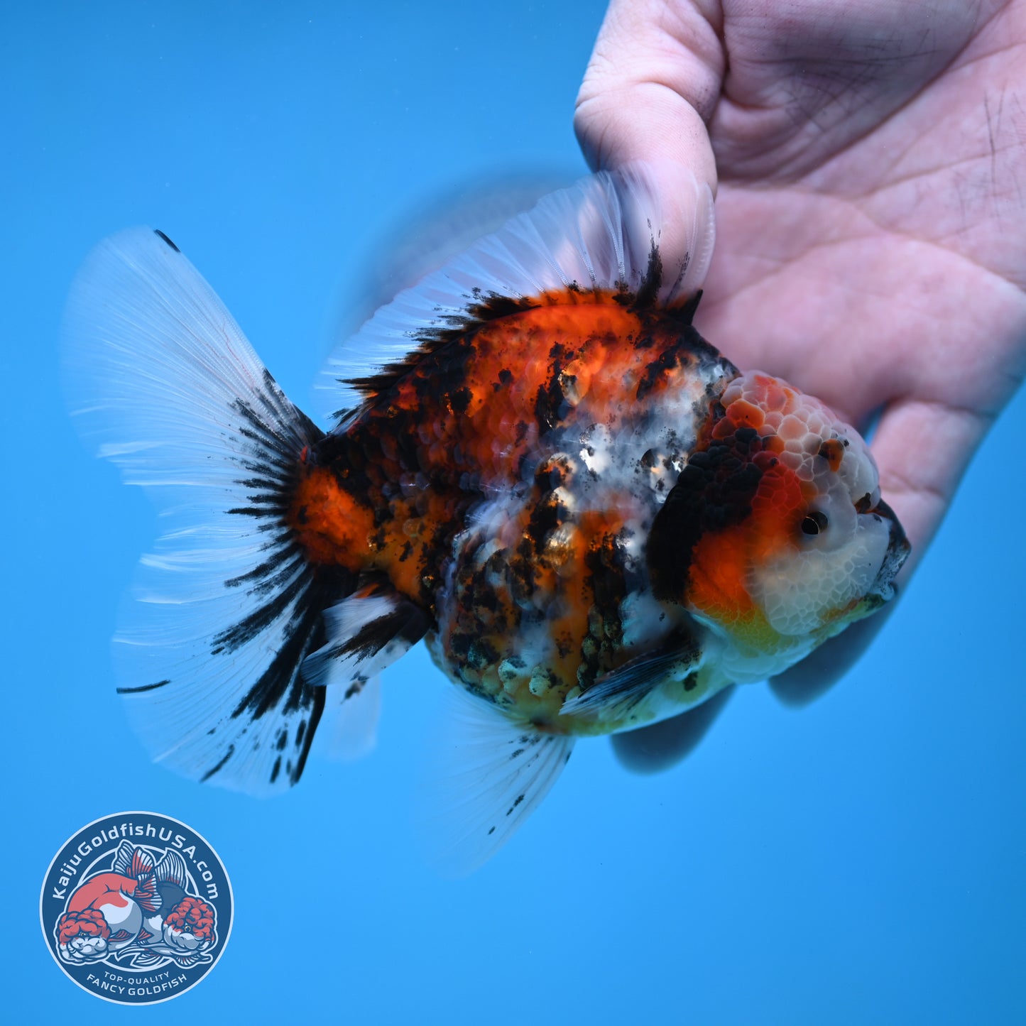 Tricolor Tiger Rose Tail Oranda 3.5 inch Body (260116_OR01)