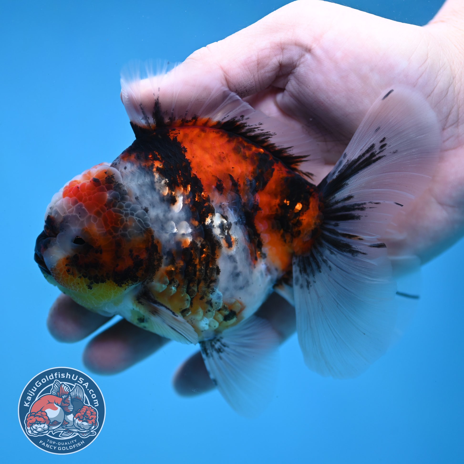 Tricolor Tiger Rose Tail Oranda 3.5 inch Body (260116_OR01)