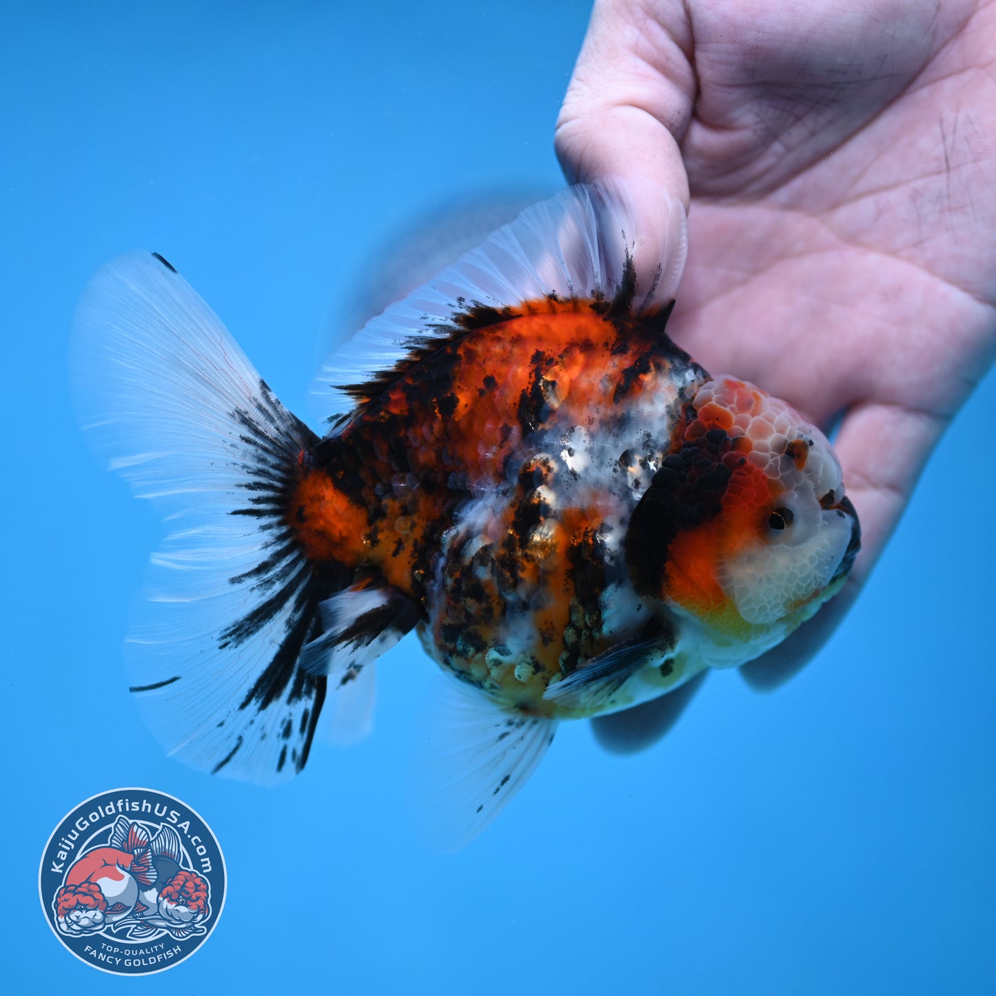 Tricolor Tiger Rose Tail Oranda 3.5 inch Body (260116_OR01)