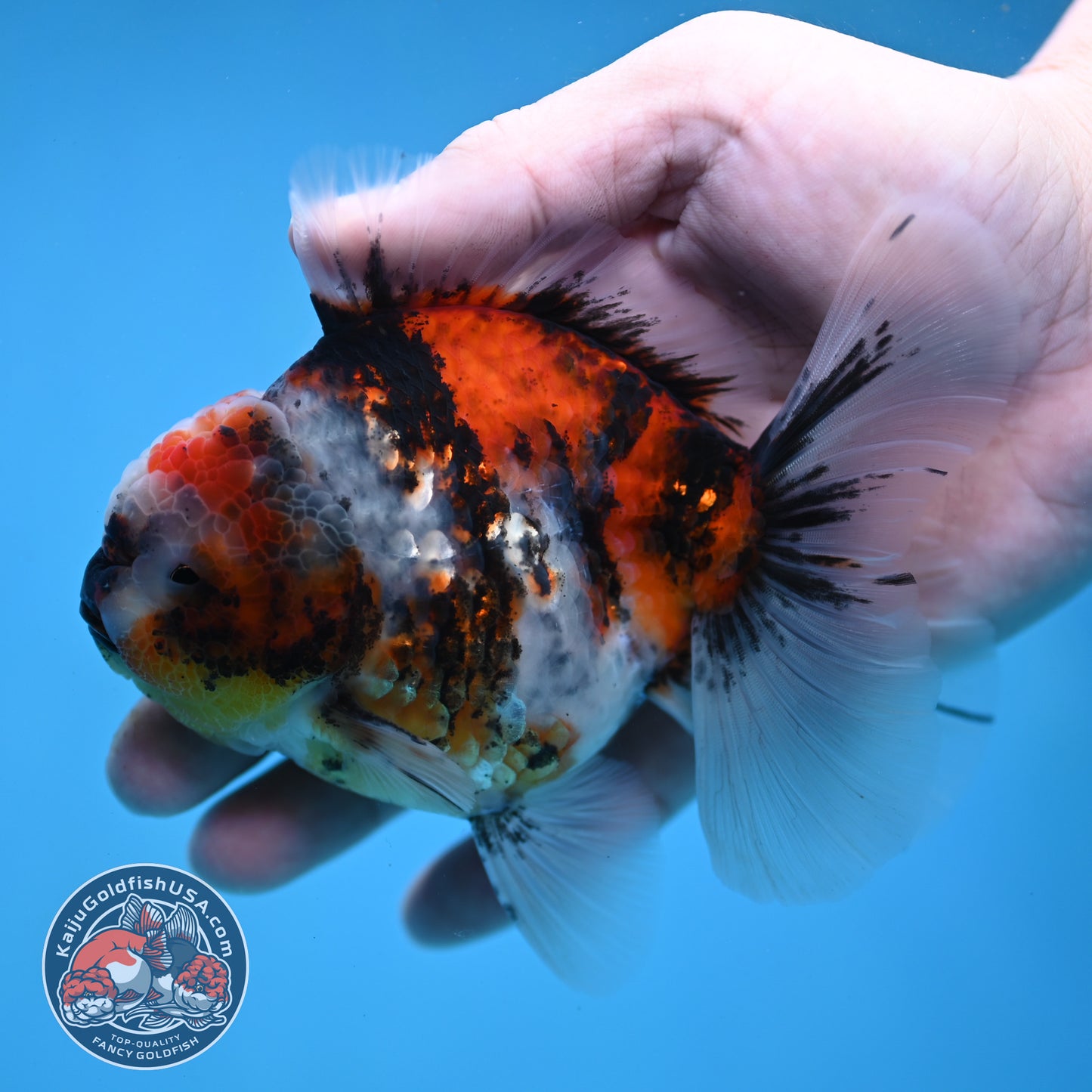 Tricolor Tiger Rose Tail Oranda 3.5 inch Body (260116_OR01)