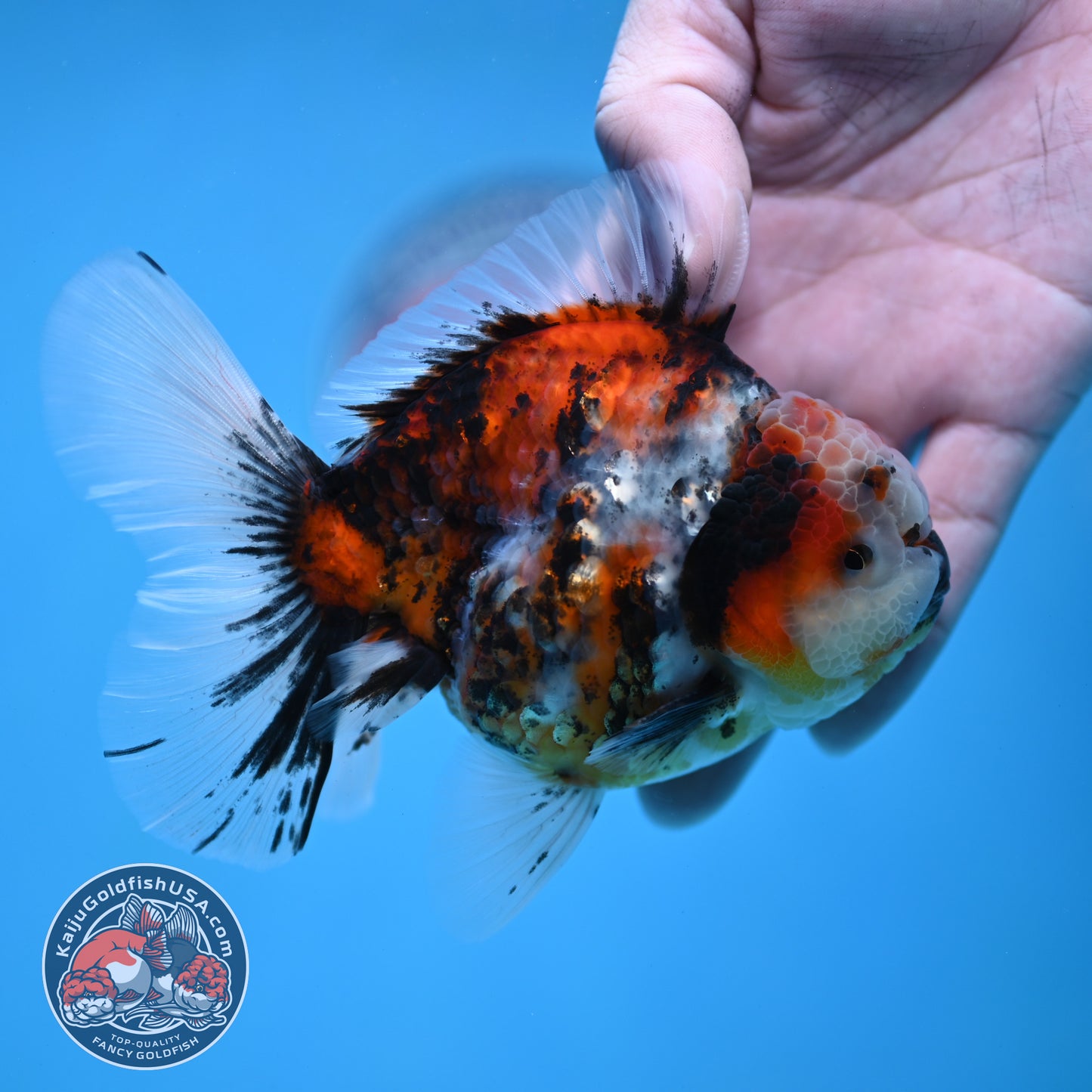 Tricolor Tiger Rose Tail Oranda 3.5 inch Body (260116_OR01)