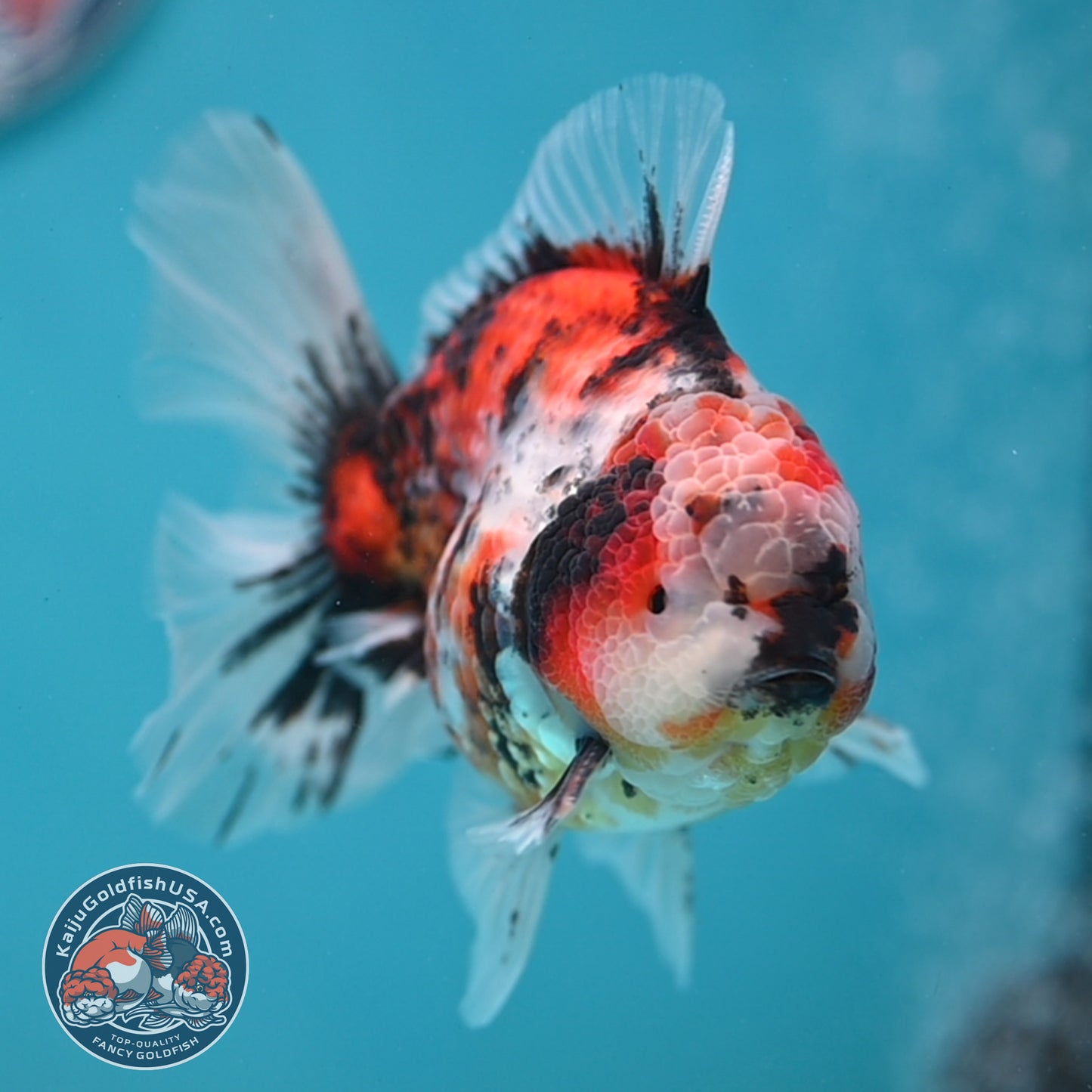 Tricolor Tiger Rose Tail Oranda 3.5 inch Body (260116_OR01)