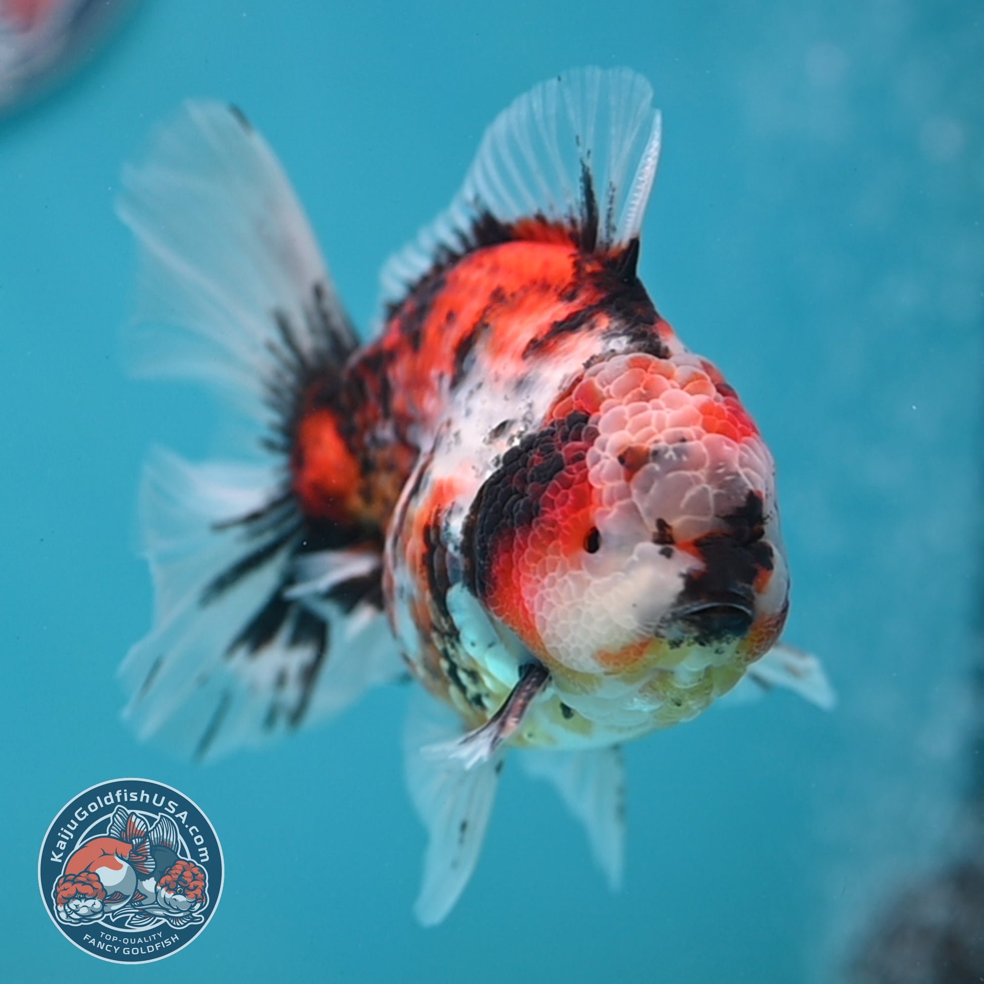 Tricolor Tiger Rose Tail Oranda 3.5 inch Body (260116_OR01)