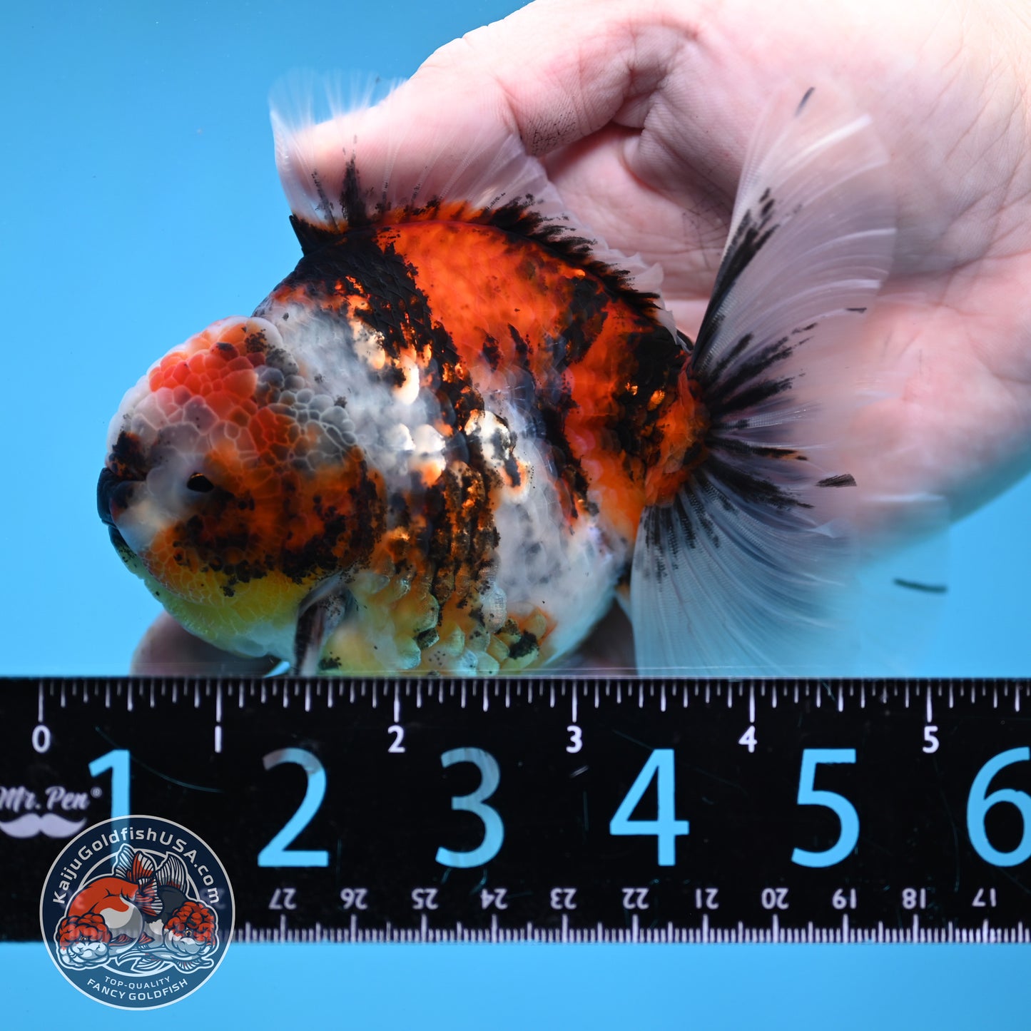 Tricolor Tiger Rose Tail Oranda 3.5 inch Body (260116_OR01)