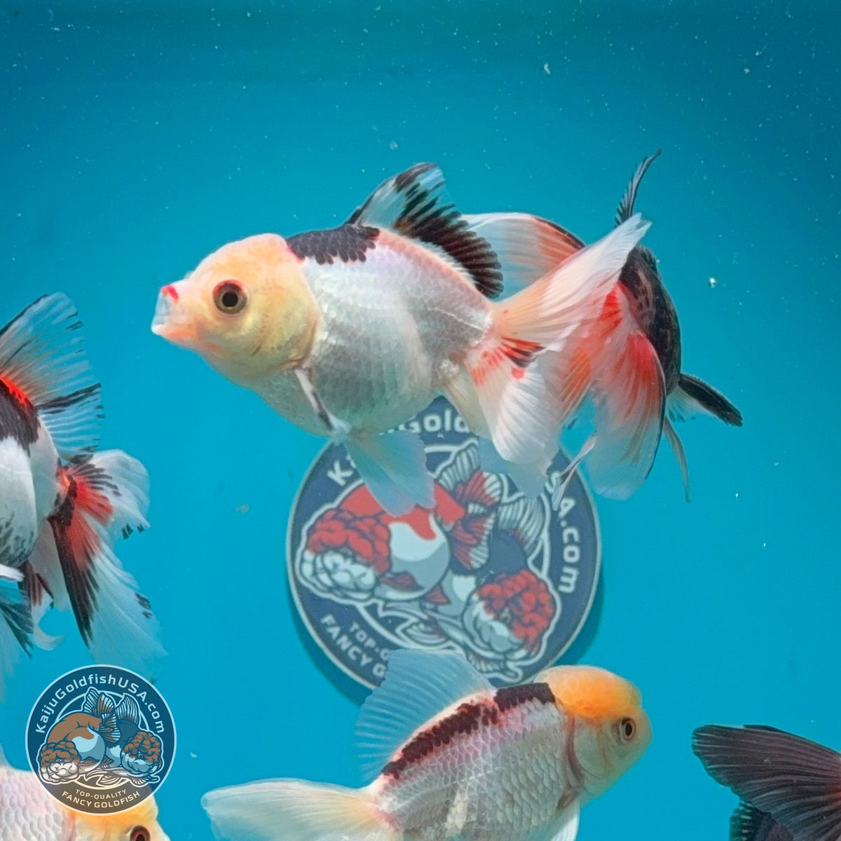 Tricolor/Panda Oranda 2.5 -3 inch Body (260925_OR17)