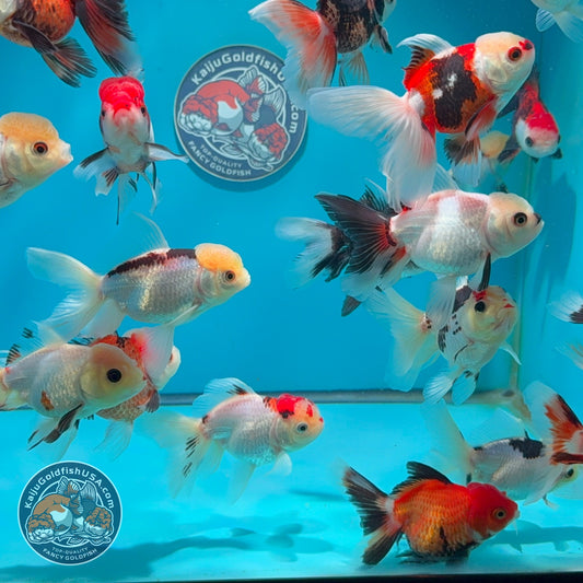 Tricolor/Panda Oranda 2.5 -3 inch Body (260925_OR17)