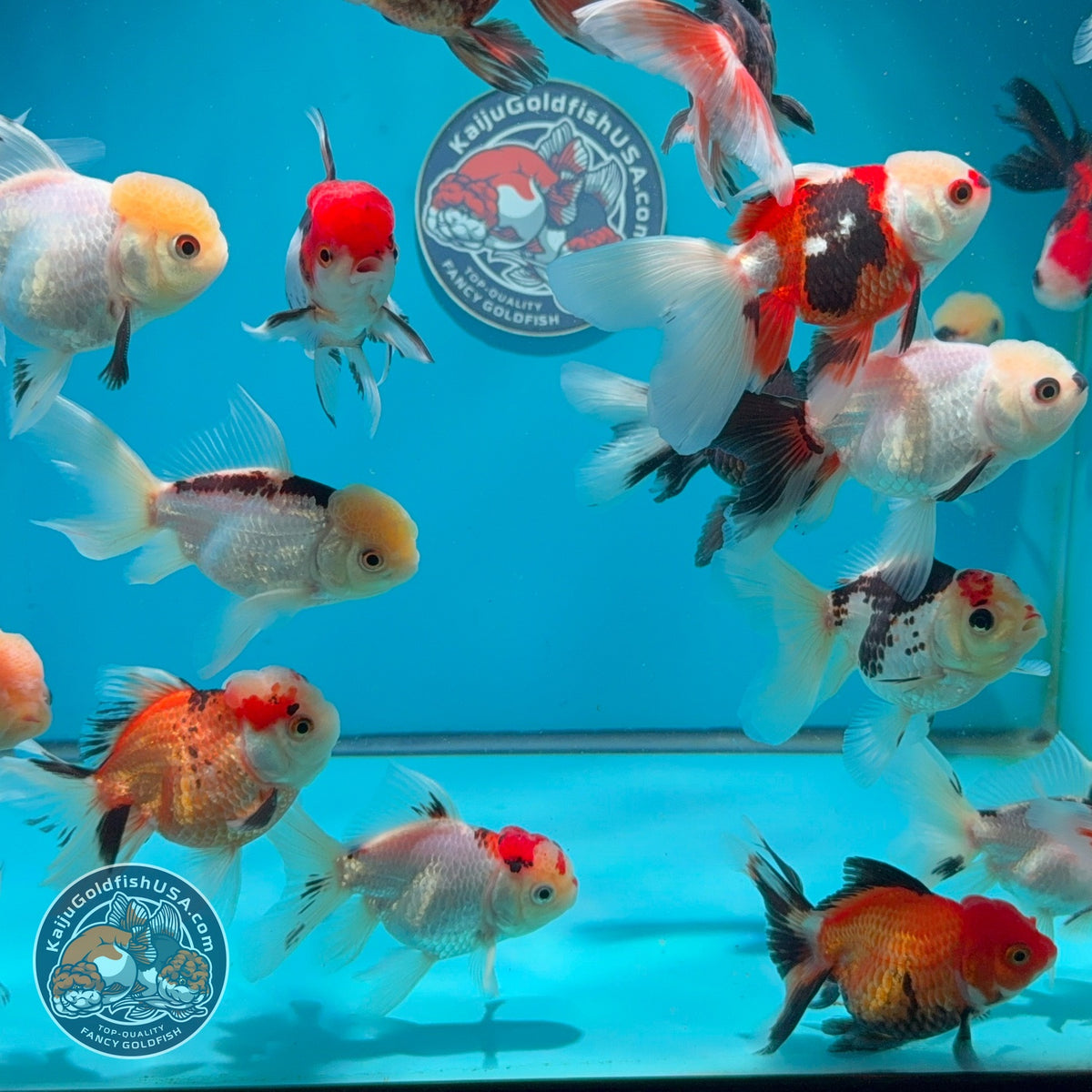 Tricolor/Panda Oranda 2.5 -3 inch Body (260925_OR17)