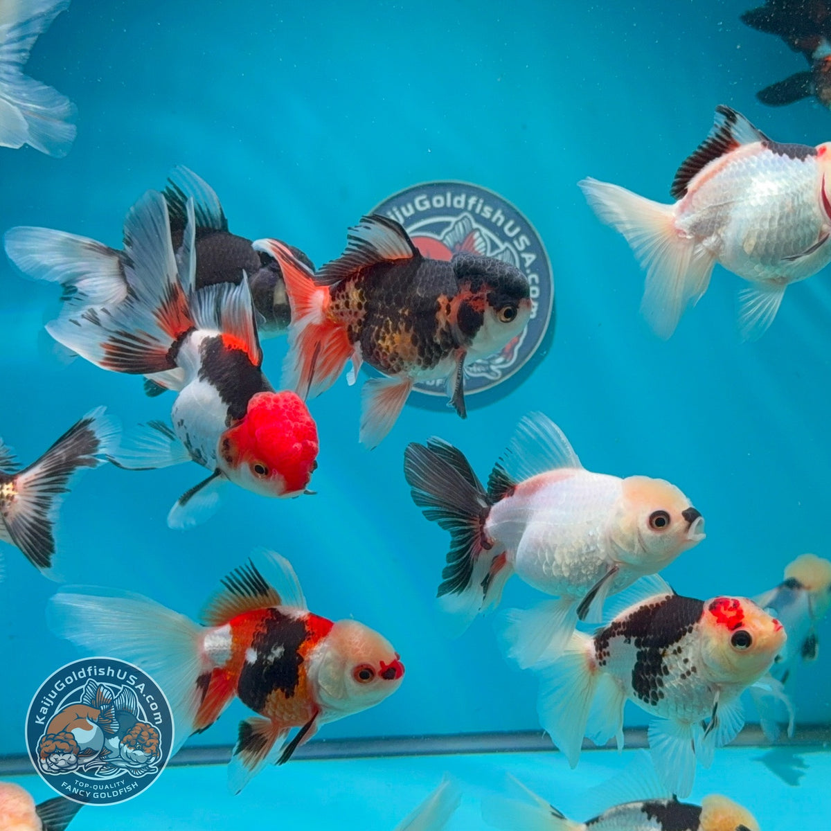 Tricolor/Panda Oranda 2.5 -3 inch Body (260925_OR17)