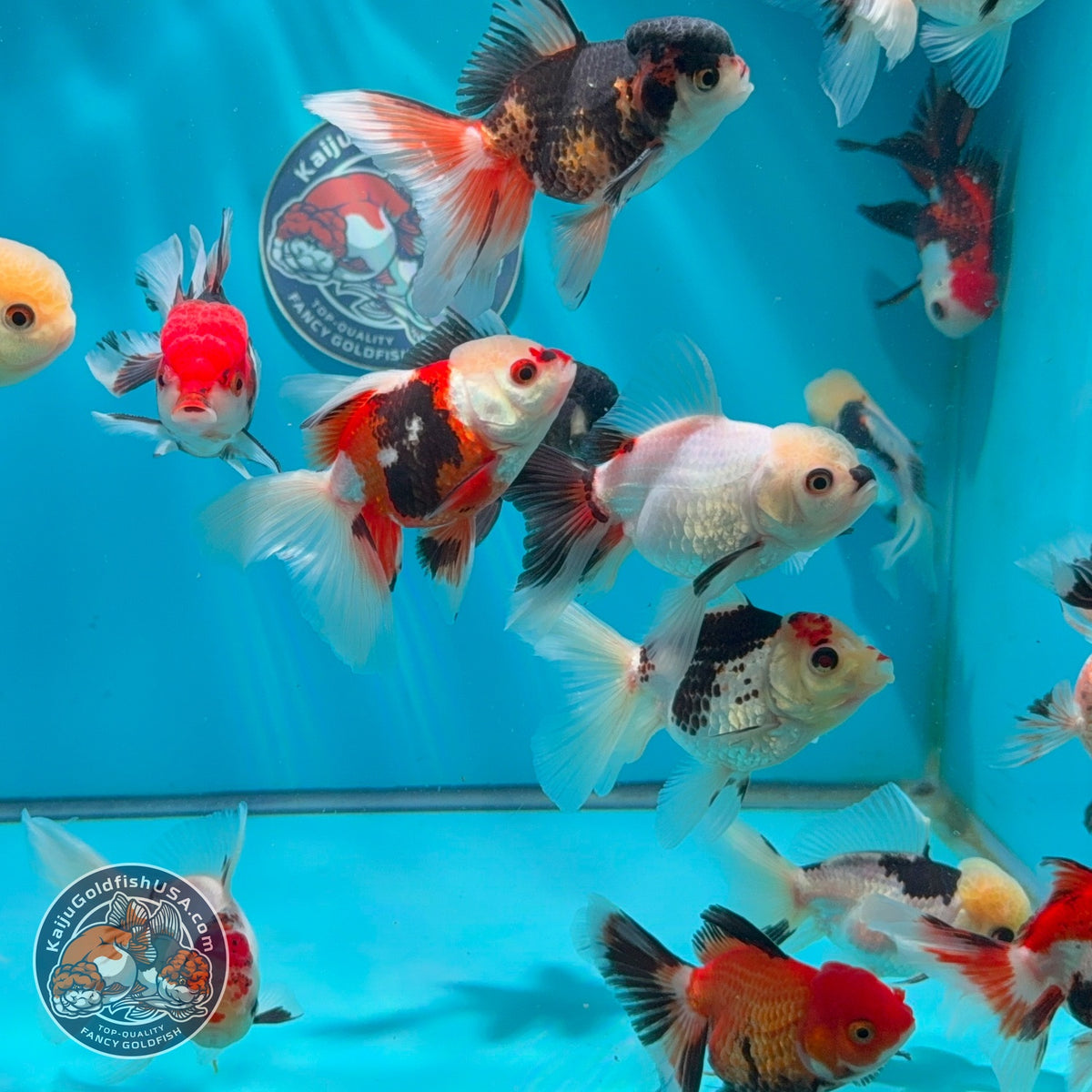 Tricolor/Panda Oranda 2.5 -3 inch Body (260925_OR17)