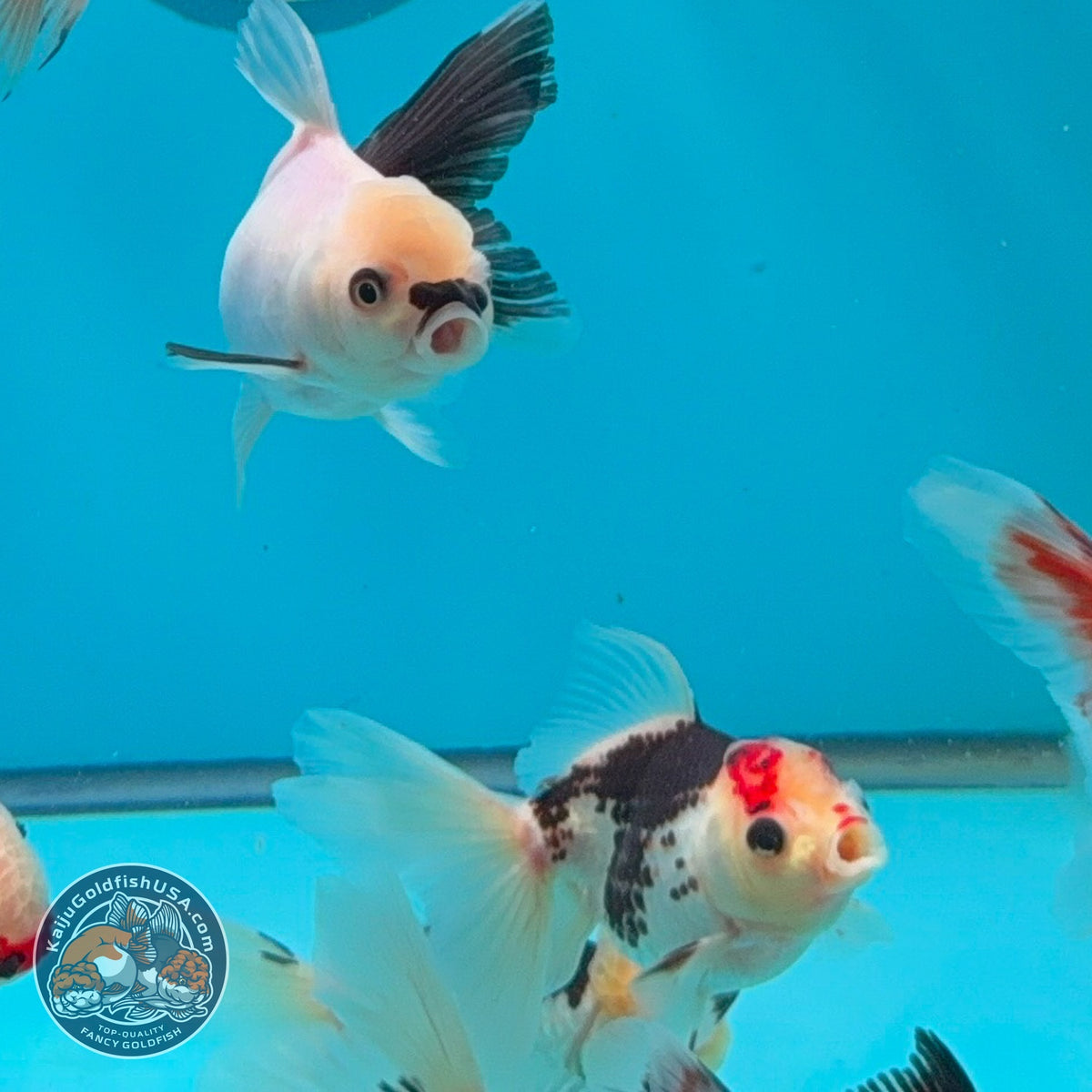 Tricolor/Panda Oranda 2.5 -3 inch Body (260925_OR17)