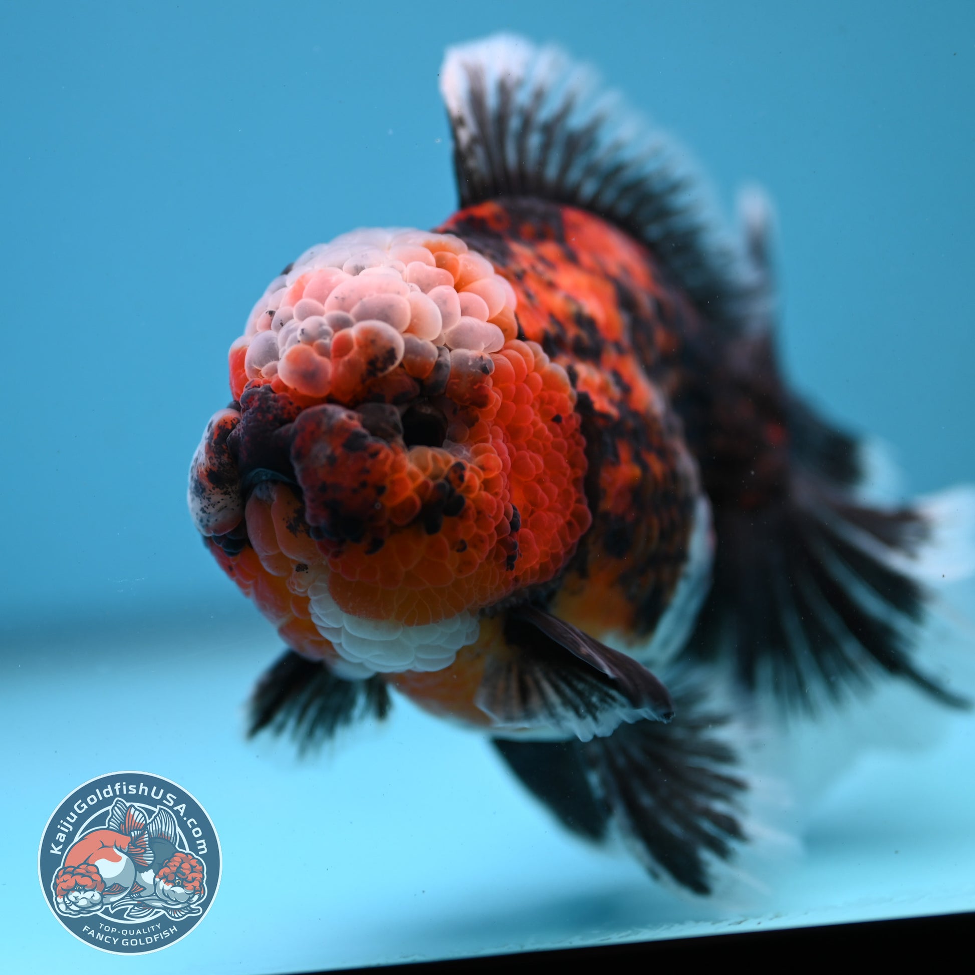Triger Rose Tail Oranda 4 inch Body (251121_OR05)