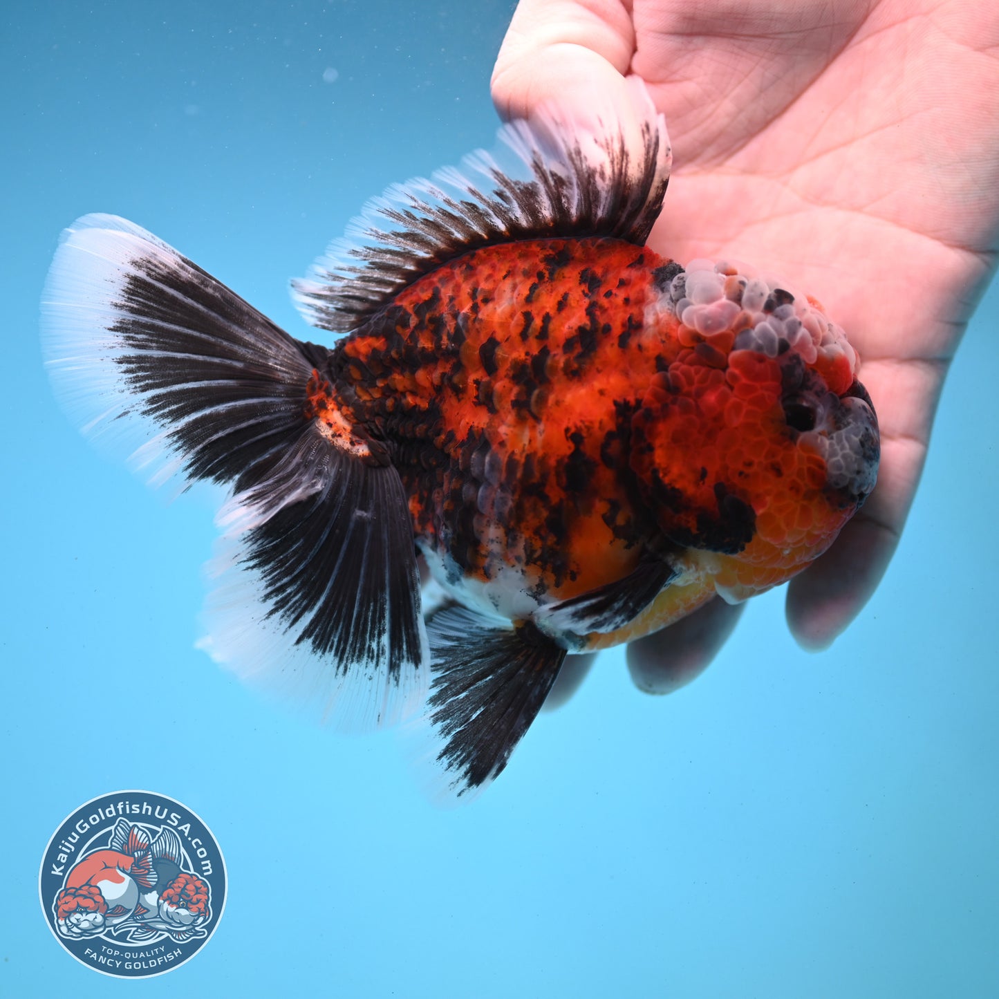 Triger Rose Tail Oranda 4 inch Body (251121_OR05)