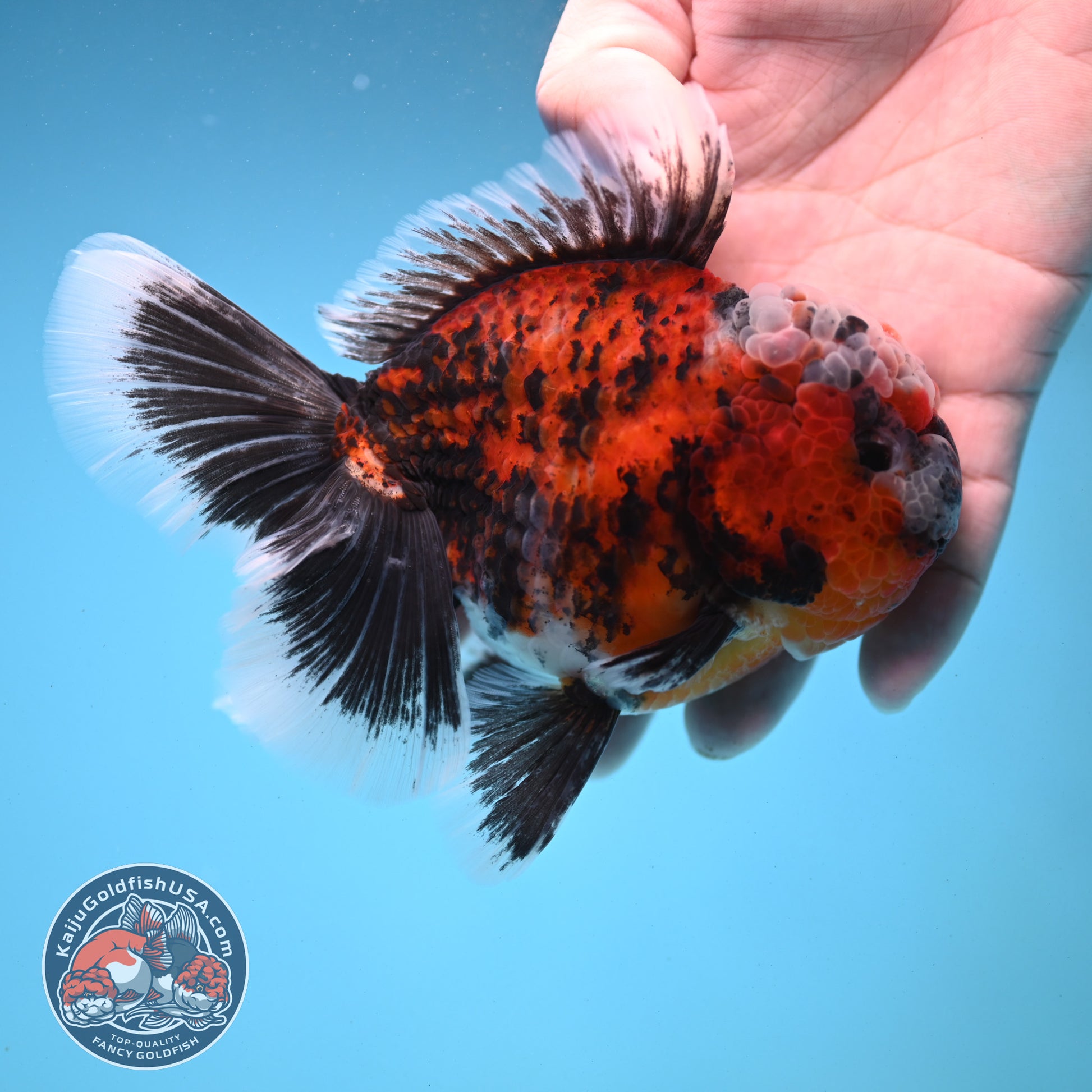 Triger Rose Tail Oranda 4 inch Body (251121_OR05)