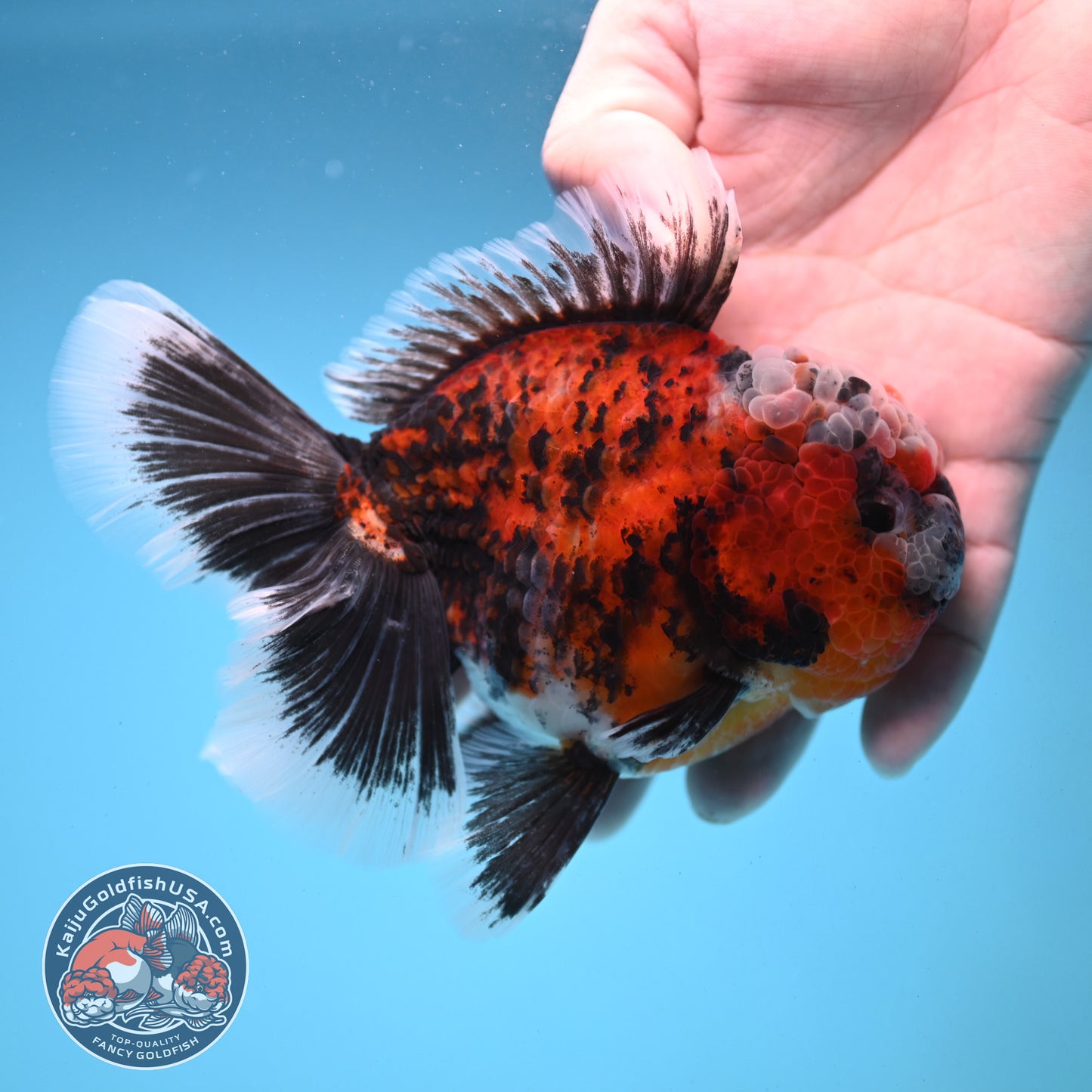 Triger Rose Tail Oranda 4 inch Body (251121_OR05)
