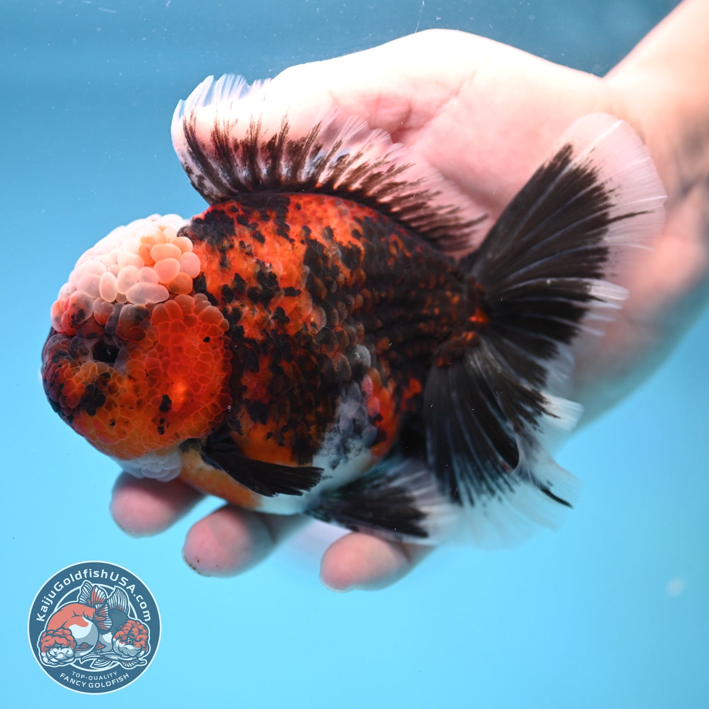 Triger Rose Tail Oranda 4 inch Body (251121_OR05)