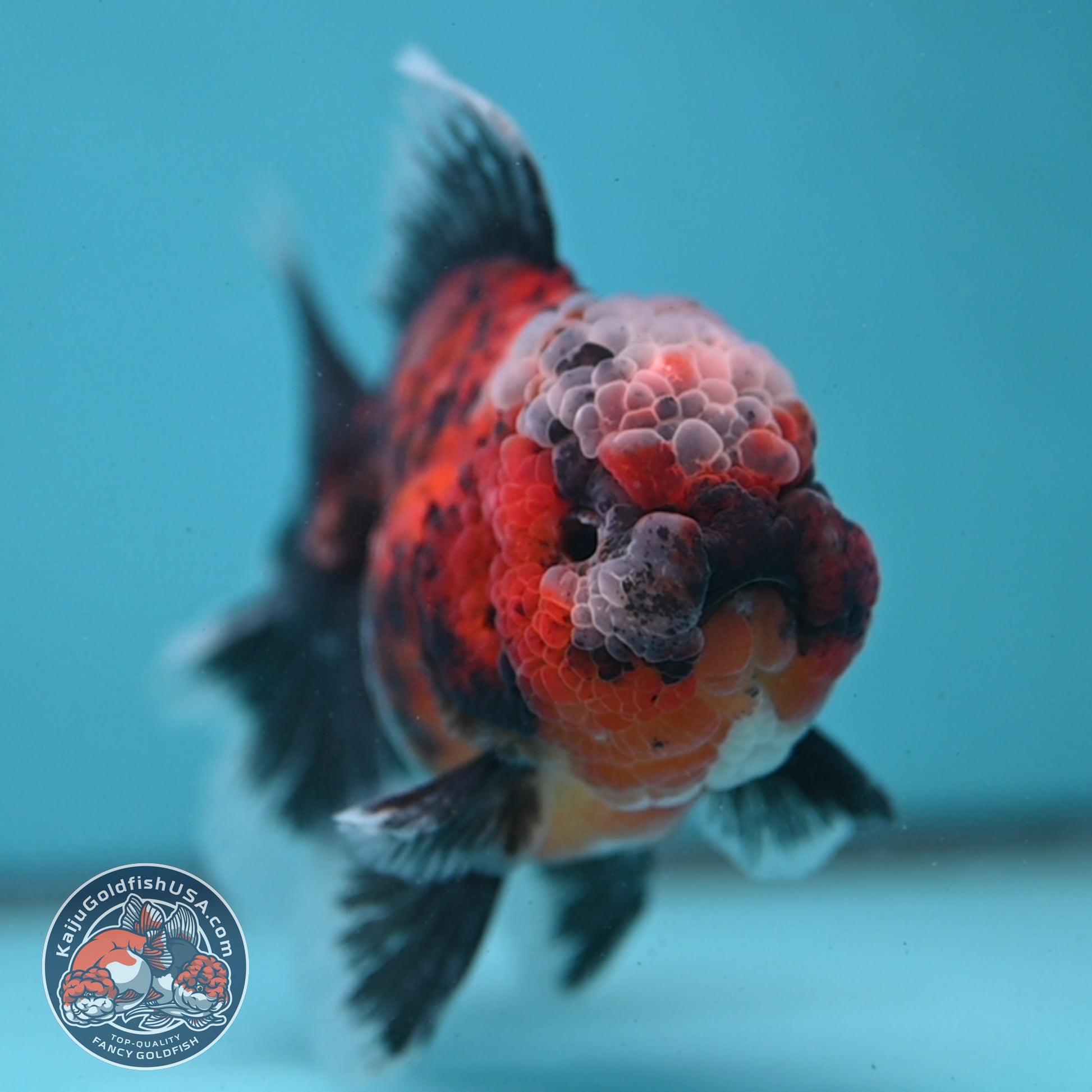 Triger Rose Tail Oranda 4 inch Body (251121_OR05)