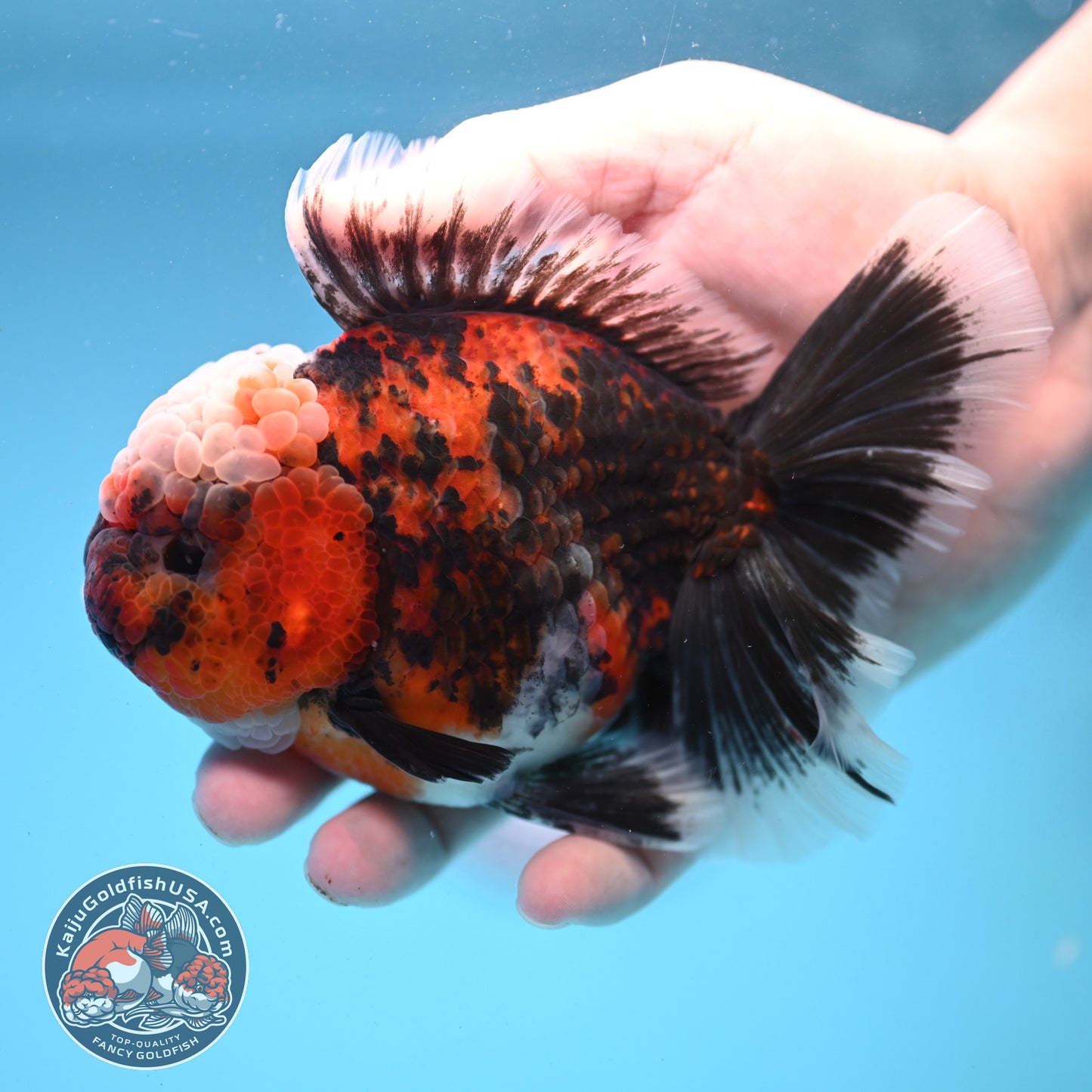 Triger Rose Tail Oranda 4 inch Body (251121_OR05)