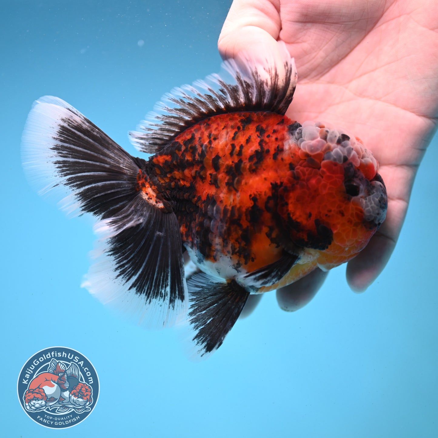 Triger Rose Tail Oranda 4 inch Body (251121_OR05)