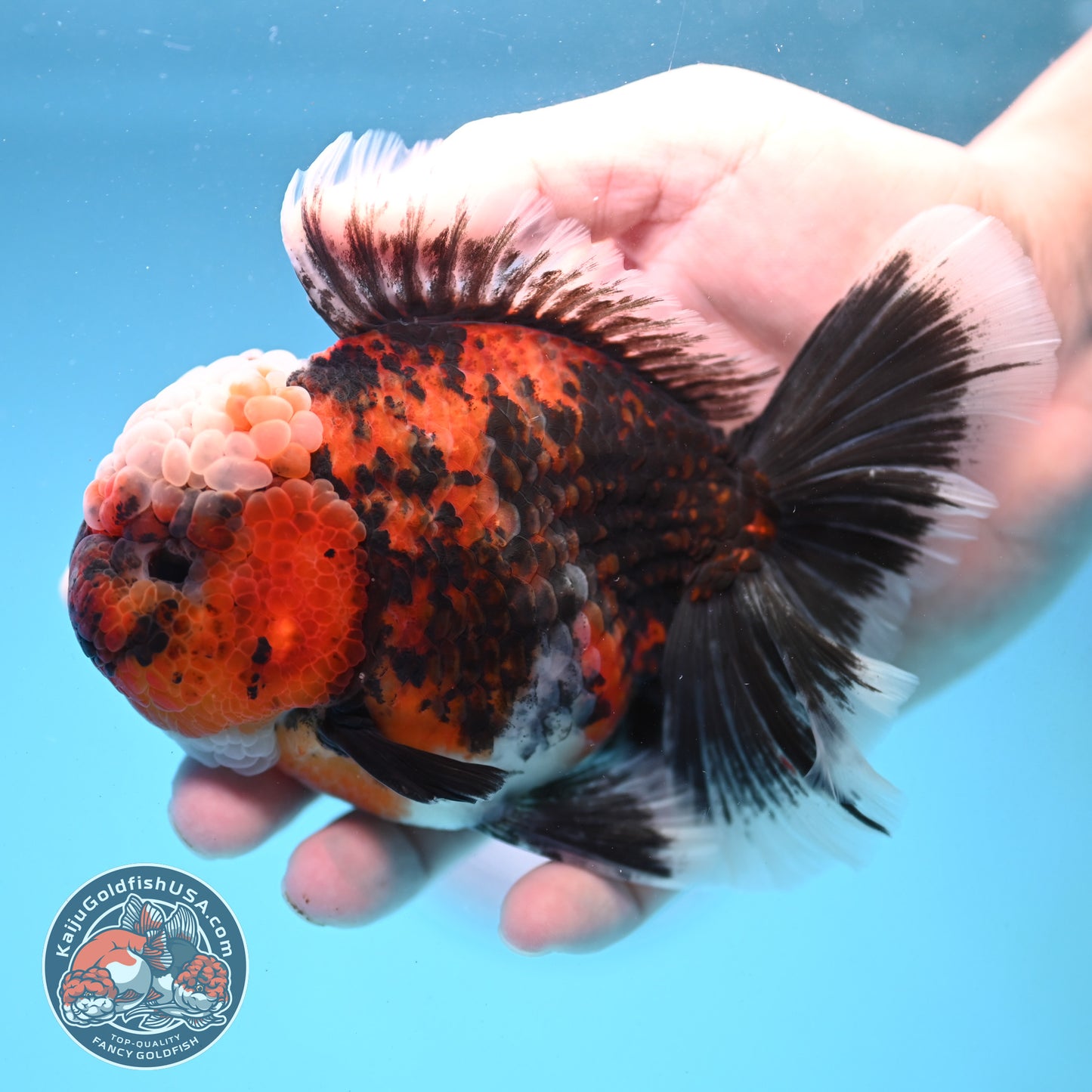 Triger Rose Tail Oranda 4 inch Body (251121_OR05)