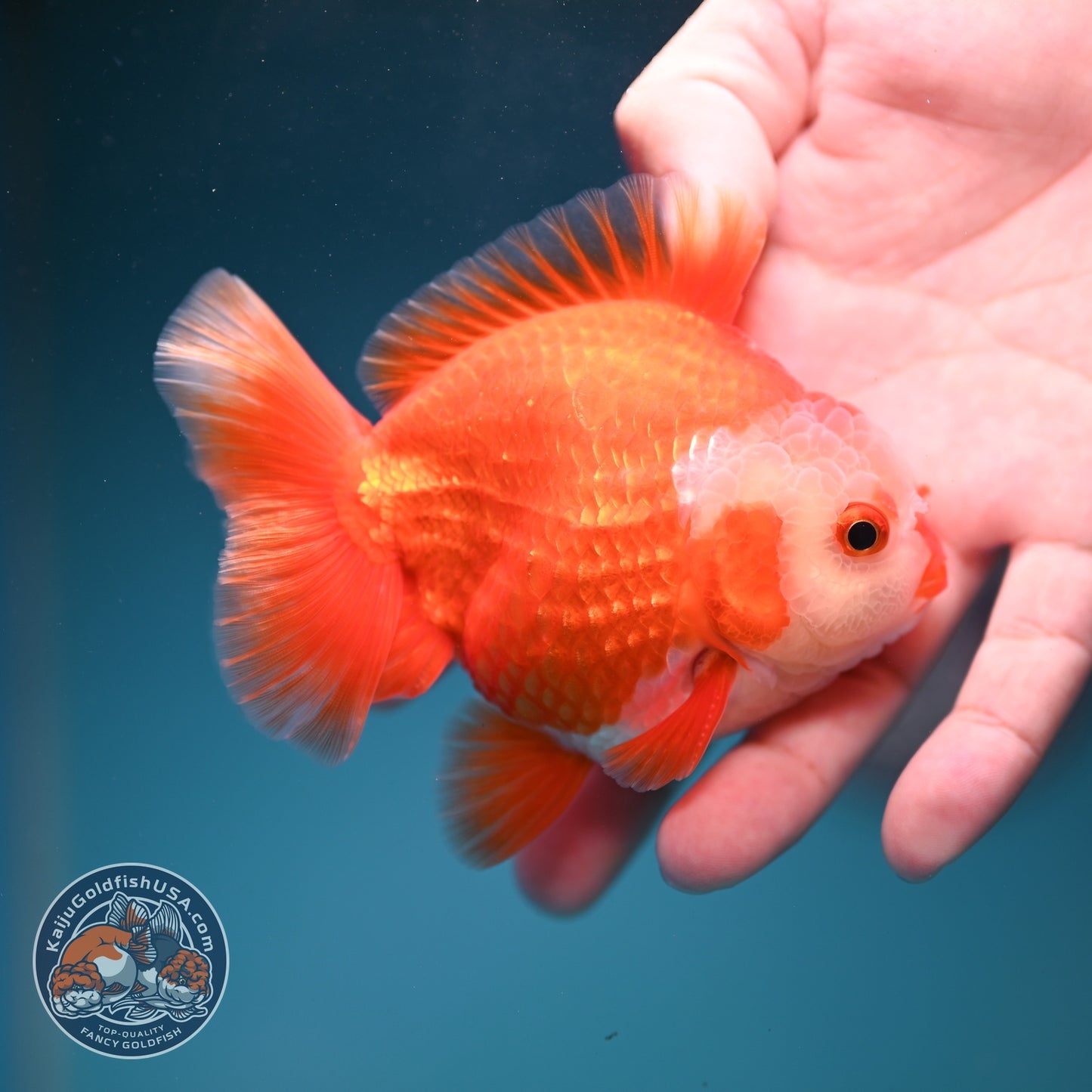 Two Face Red White YuanBao Oranda 3.5 inch Body (260814_OR18)