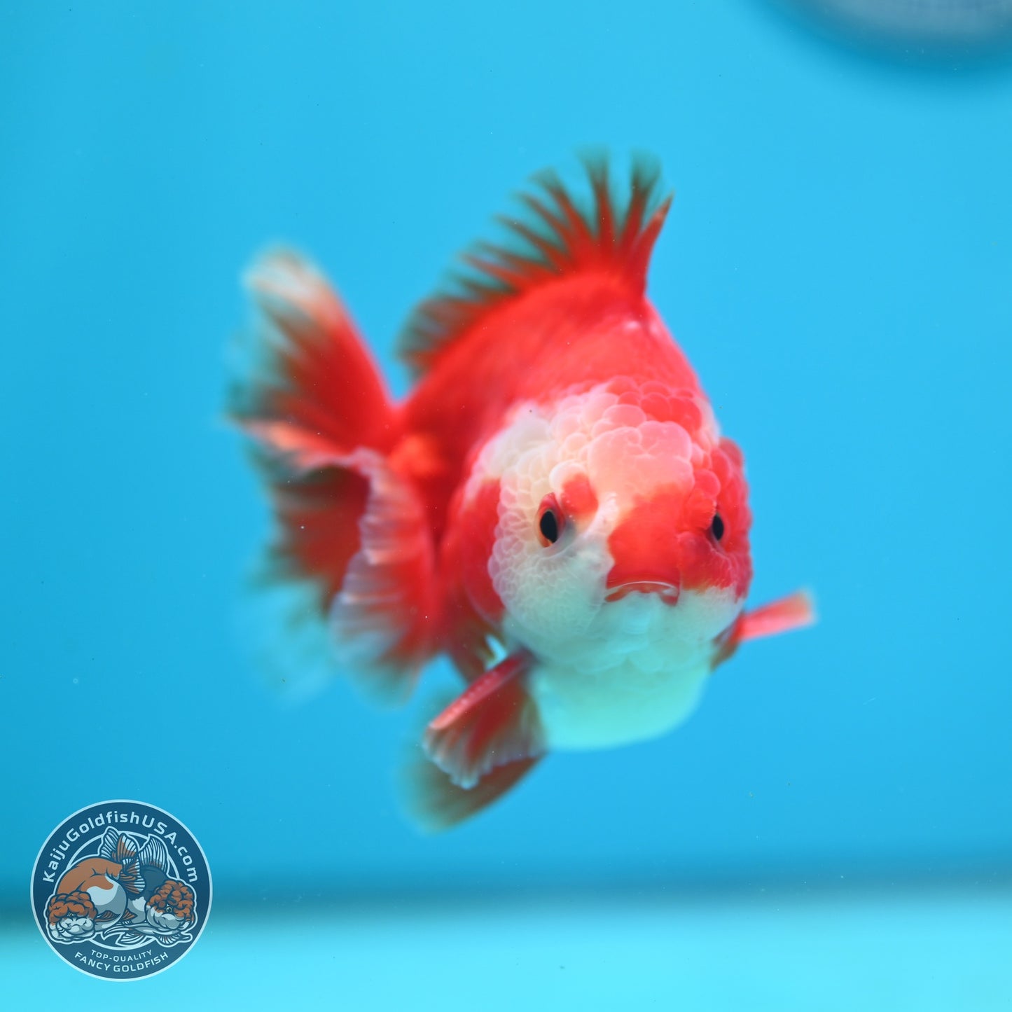 Two Face Red White YuanBao Oranda 3.5 inch Body (260814_OR18)
