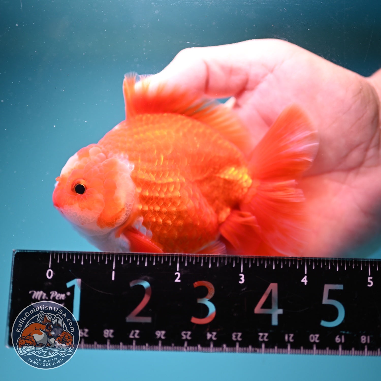 Two Face Red White YuanBao Oranda 3.5 inch Body (260814_OR18)