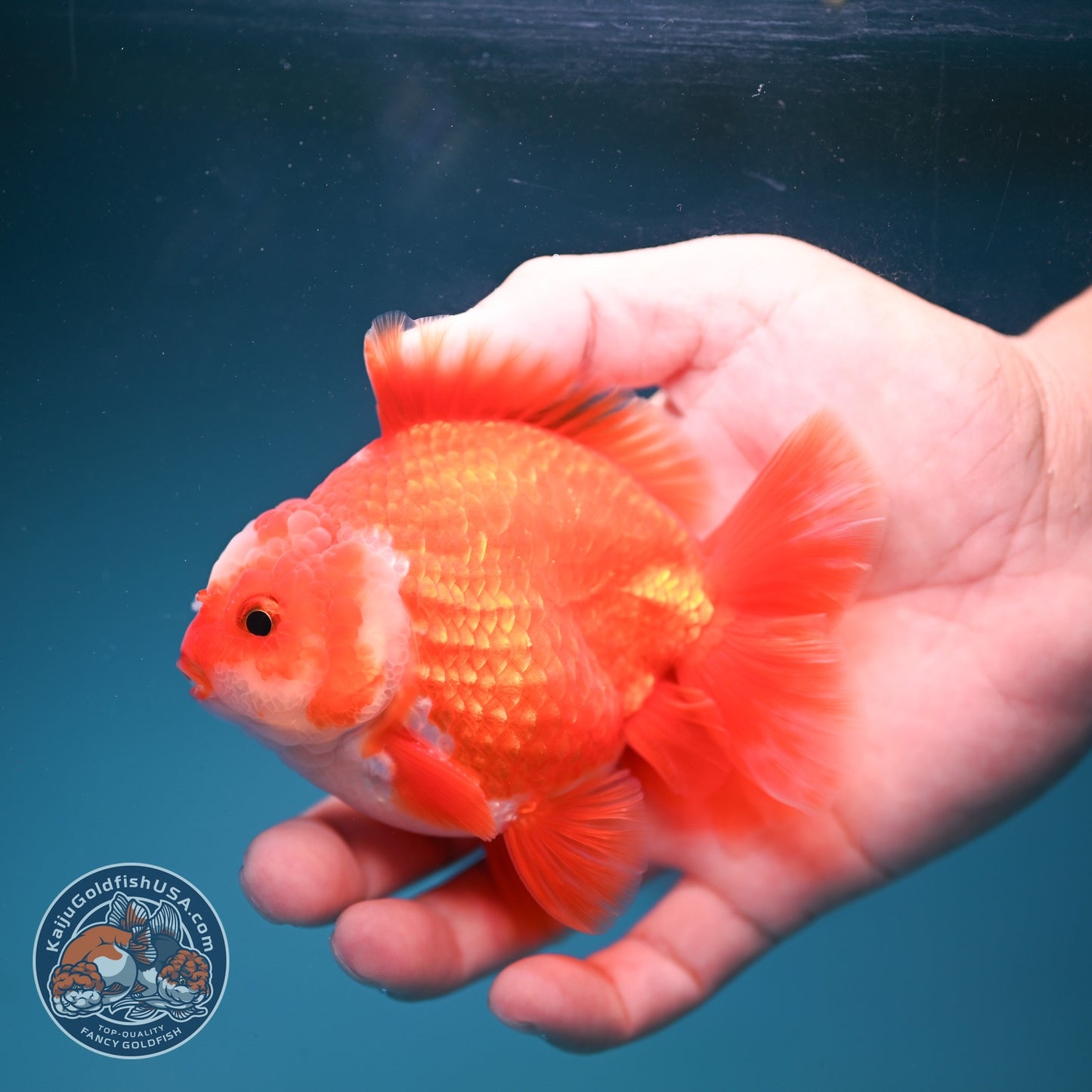 Two Face Red White YuanBao Oranda 3.5 inch Body (260814_OR18)