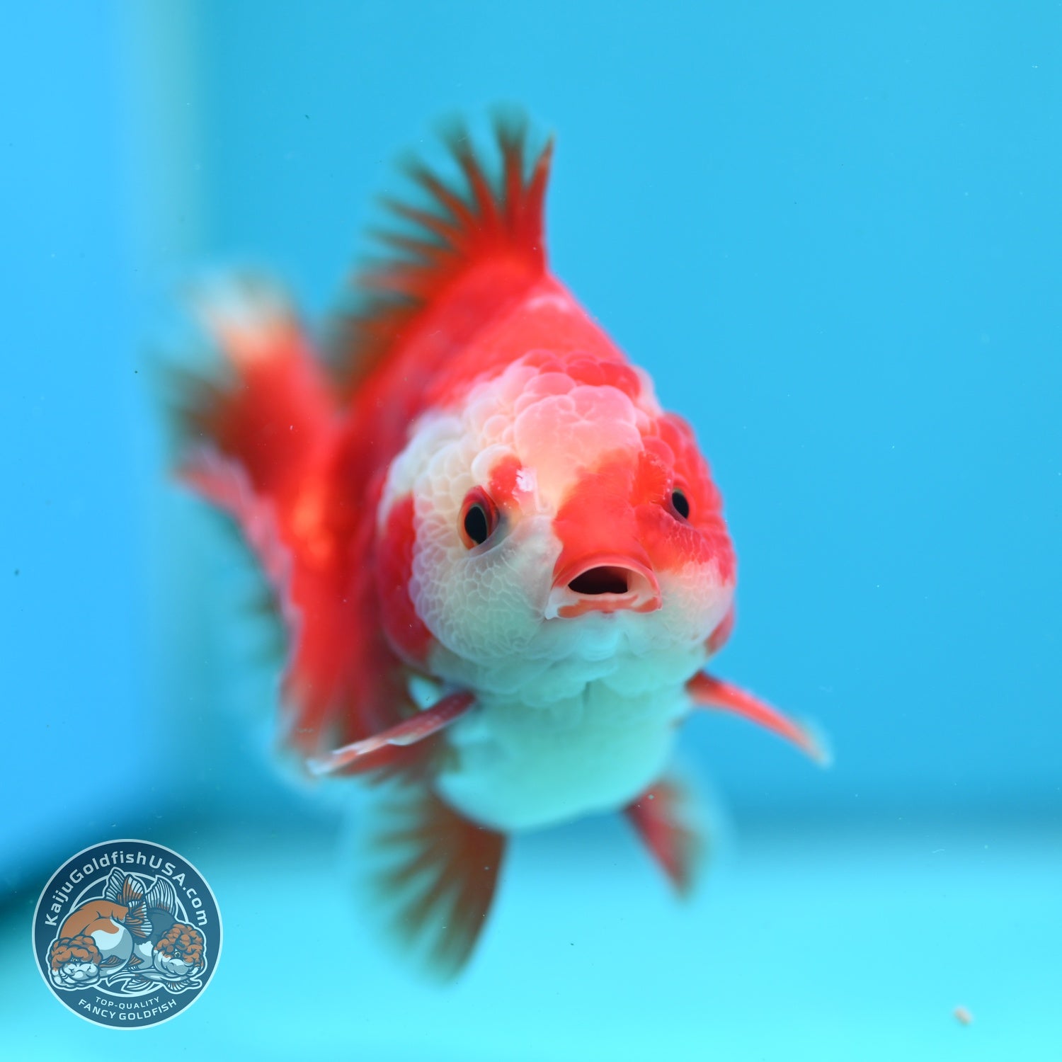 Two Face Red White YuanBao Oranda 3.5 inch Body (260814_OR18)