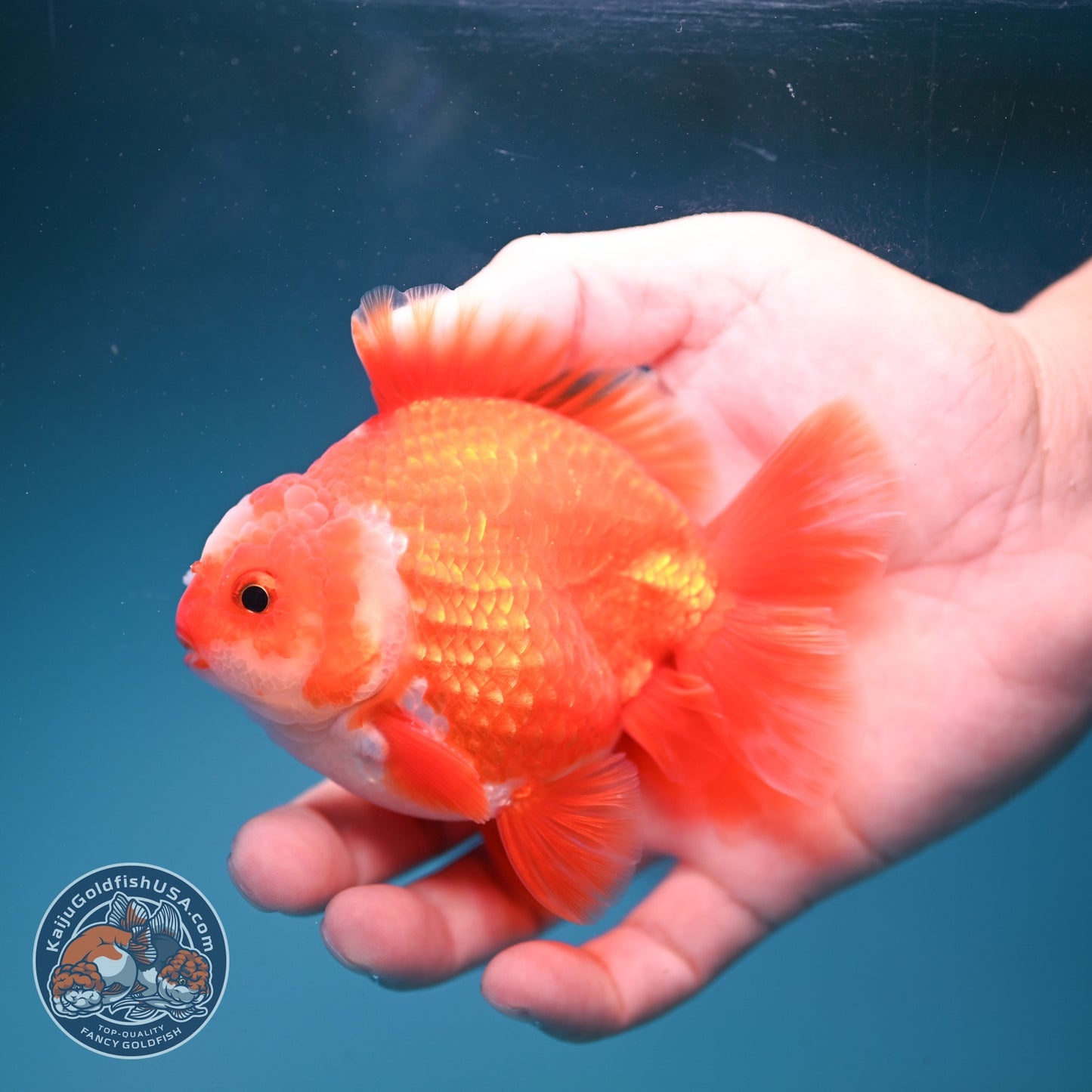 Two Face Red White YuanBao Oranda 3.5 inch Body (260814_OR18)