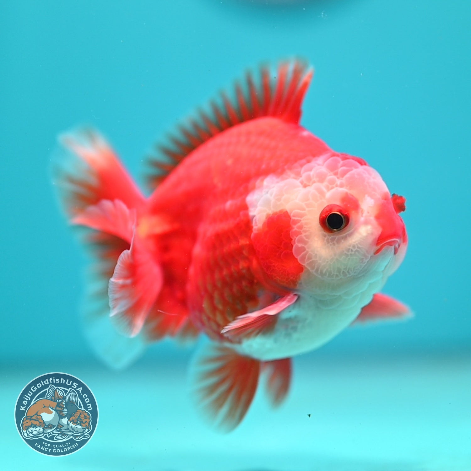 Two Face Red White YuanBao Oranda 3.5 inch Body (260814_OR18)