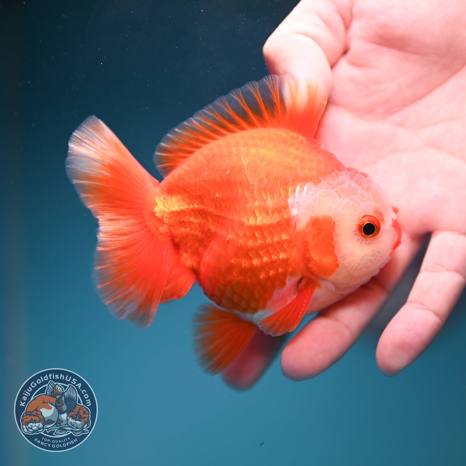 Two Face Red White YuanBao Oranda 3.5 inch Body (260814_OR18)