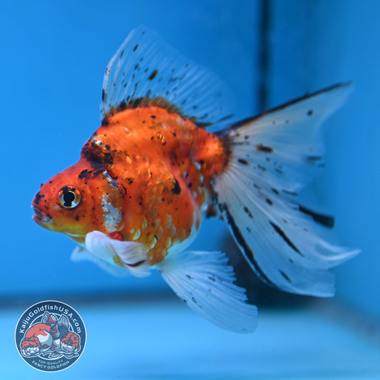 Veil Tail Ryukin 3.2 inch Body (251212_RY05)