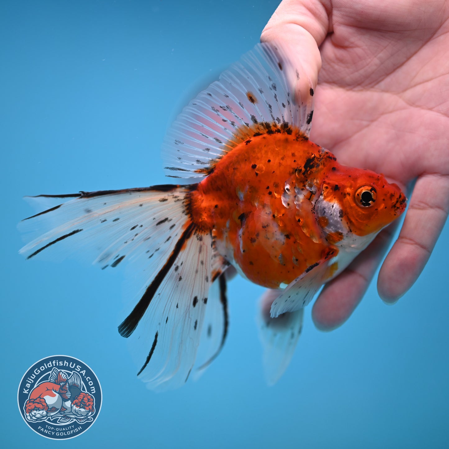 Veil Tail Ryukin 3.2 inch Body (251212_RY05)