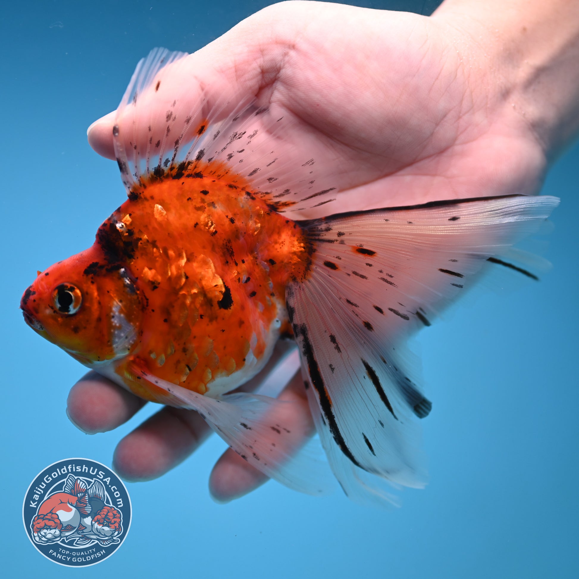 Veil Tail Ryukin 3.2 inch Body (251212_RY05)