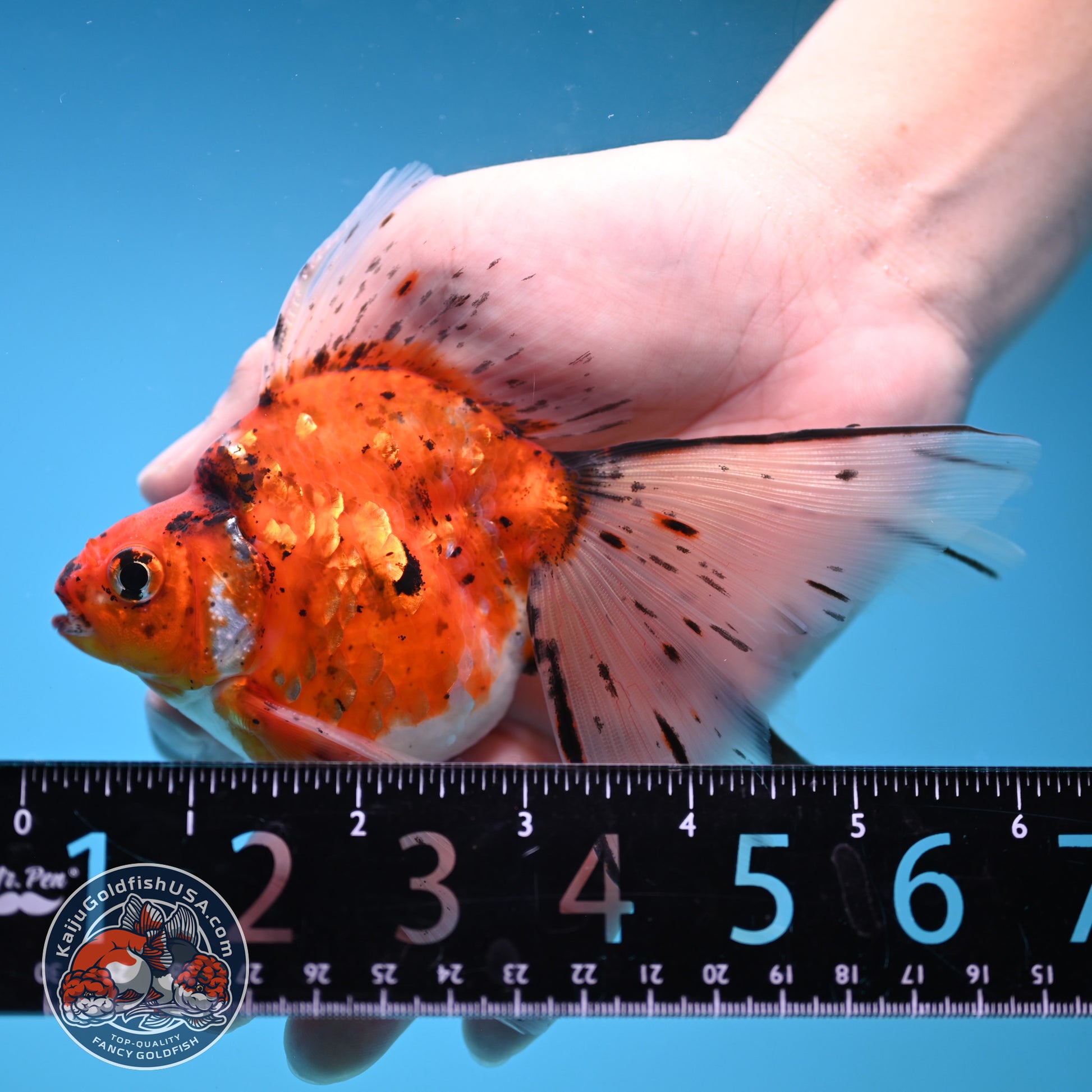 Veil Tail Ryukin 3.2 inch Body (251212_RY05)