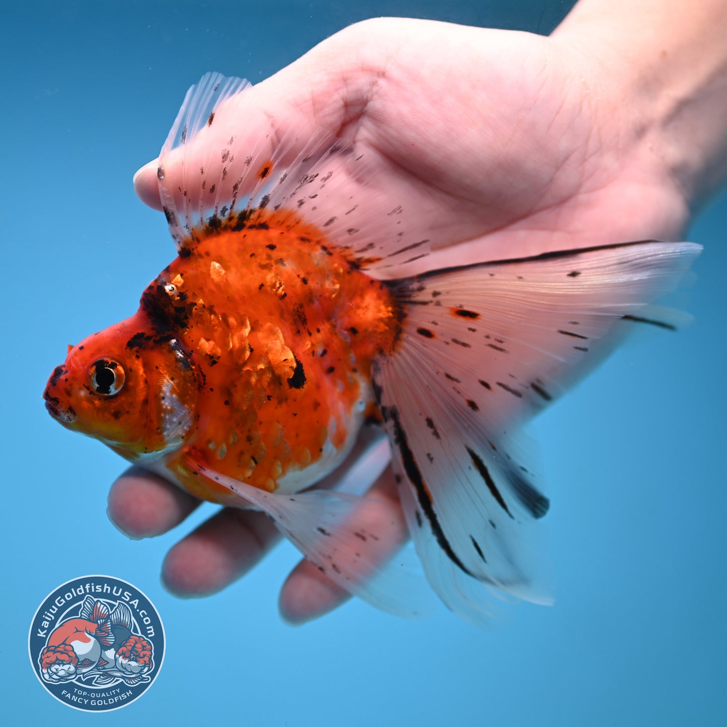 Veil Tail Ryukin 3.2 inch Body (251212_RY05)