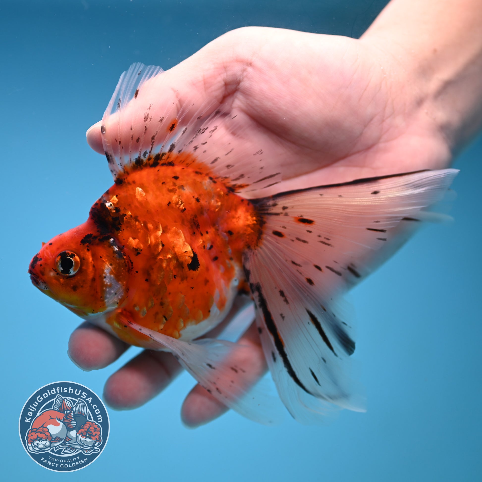 Veil Tail Ryukin 3.2 inch Body (251212_RY05)